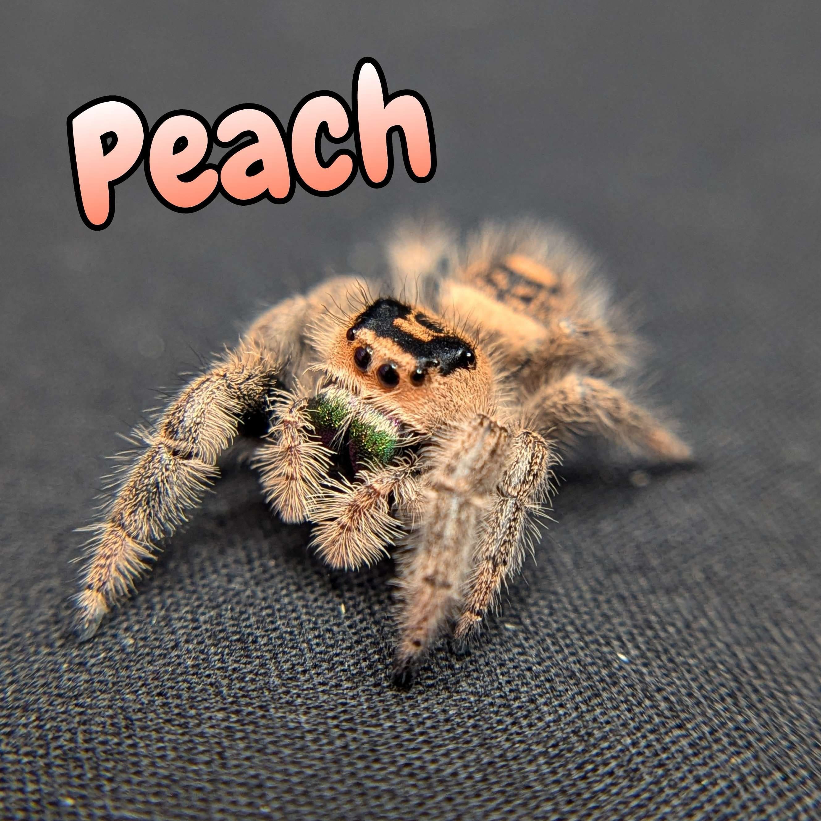 Regal Jumping Spider “Peach” For Sale - ExoticsSource 