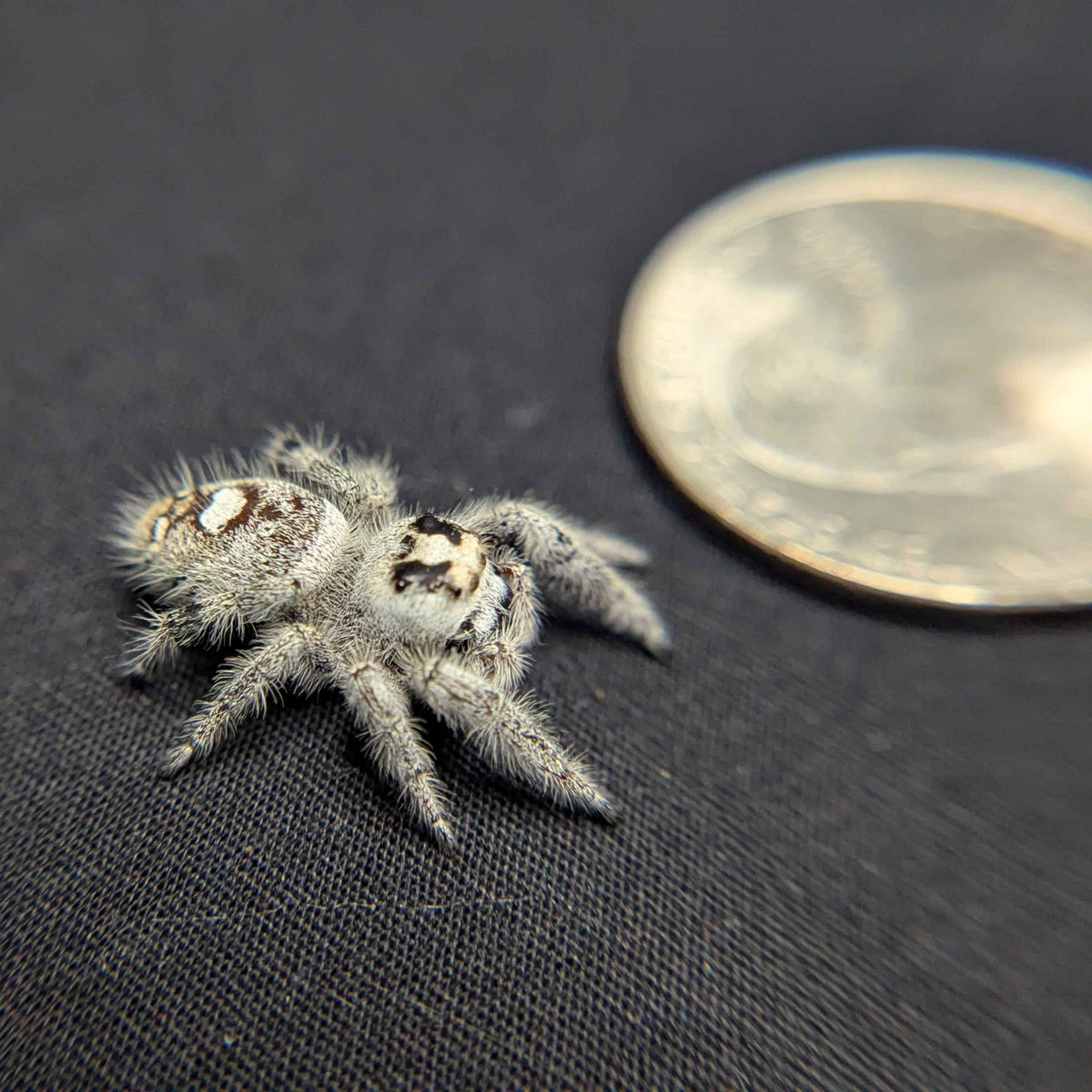 Regal Jumping Spider "Sage"