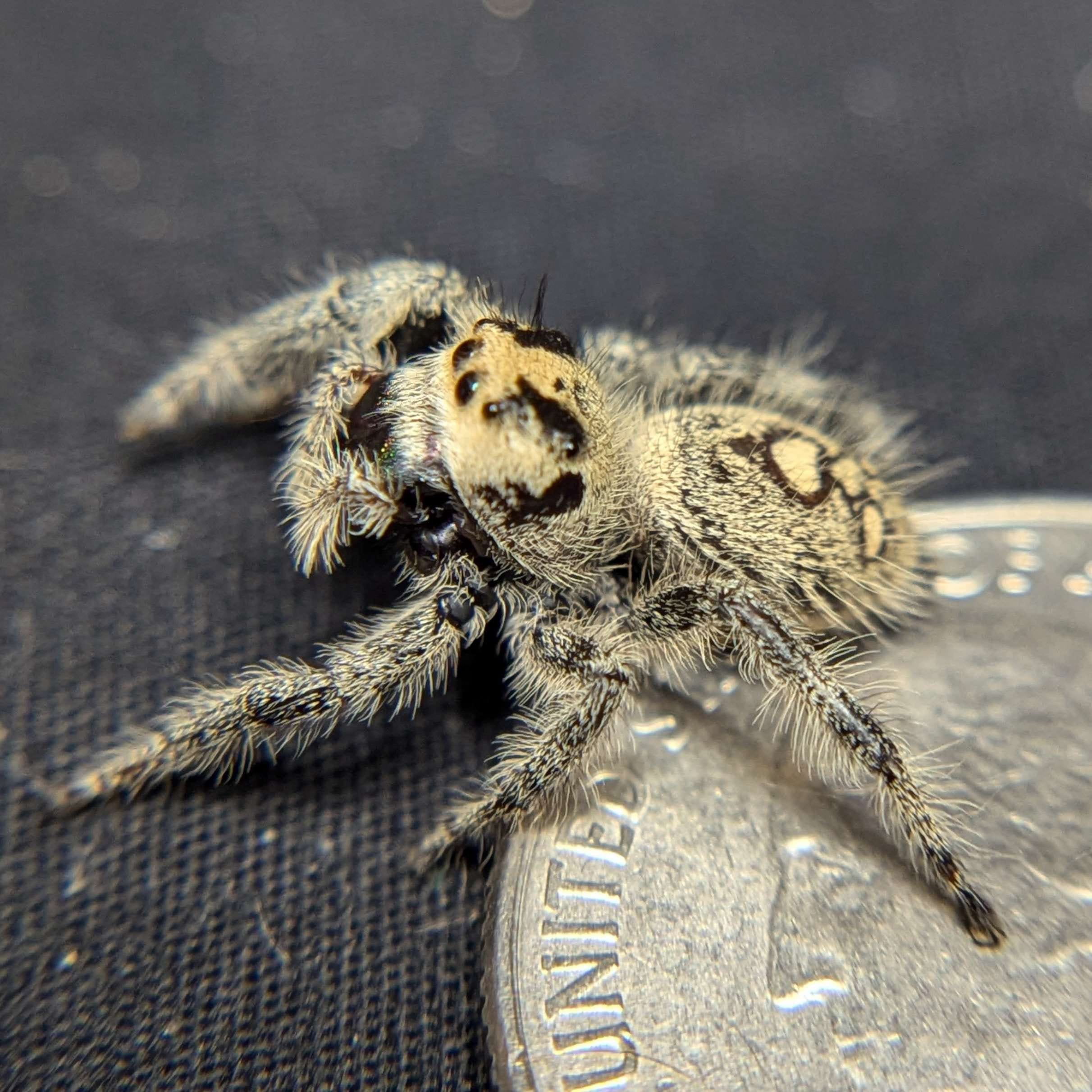 Regal Jumping Spider “Penny” For Sale - ExoticsSource 