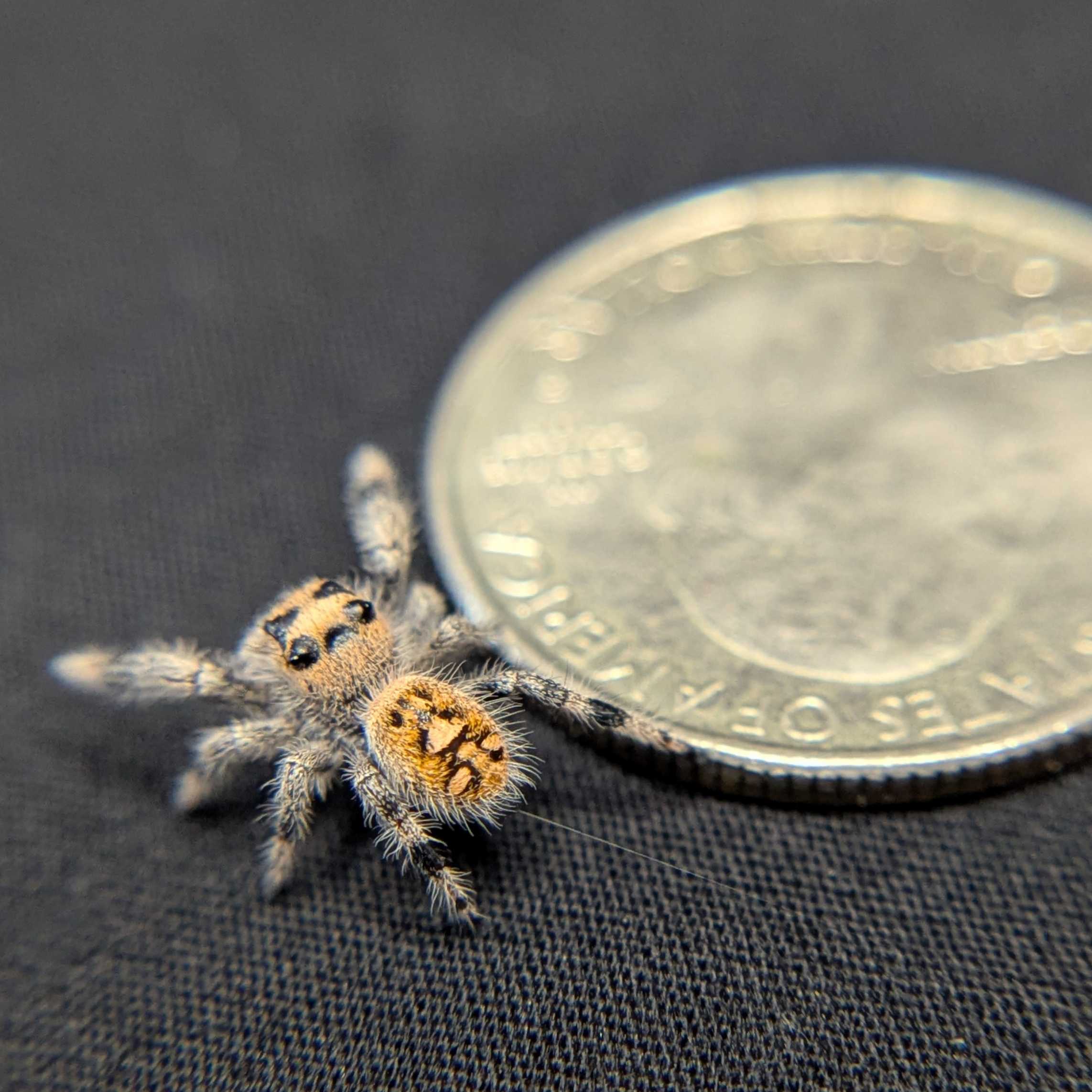 Regal Jumping Spider “Tater Tot”