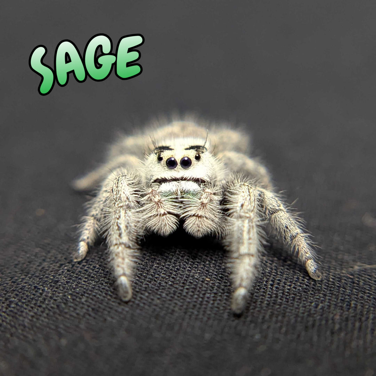 Regal Jumping Spider "Sage"