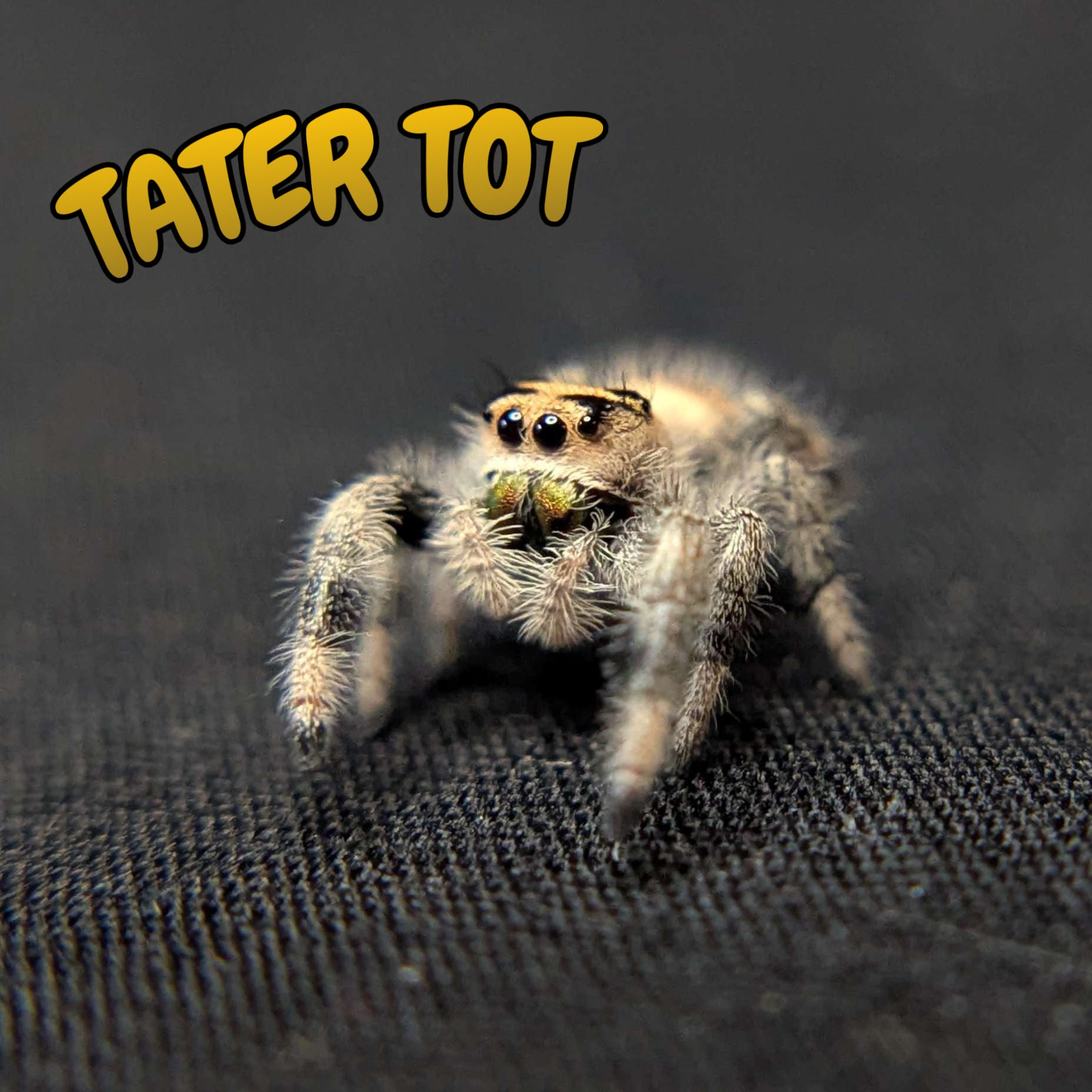 Regal Jumping Spider “Tater Tot”