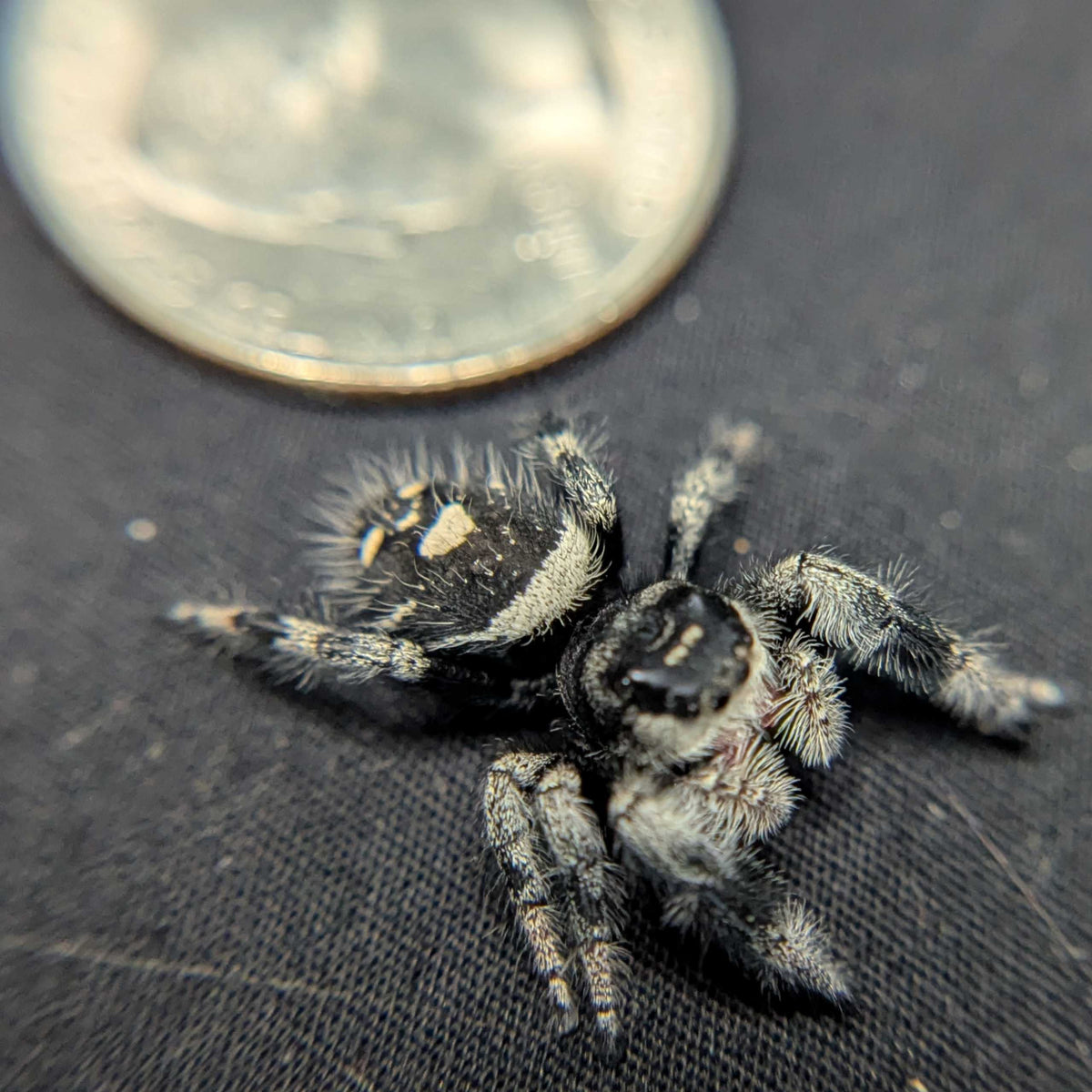 Regal Jumping Spider "Velvet"