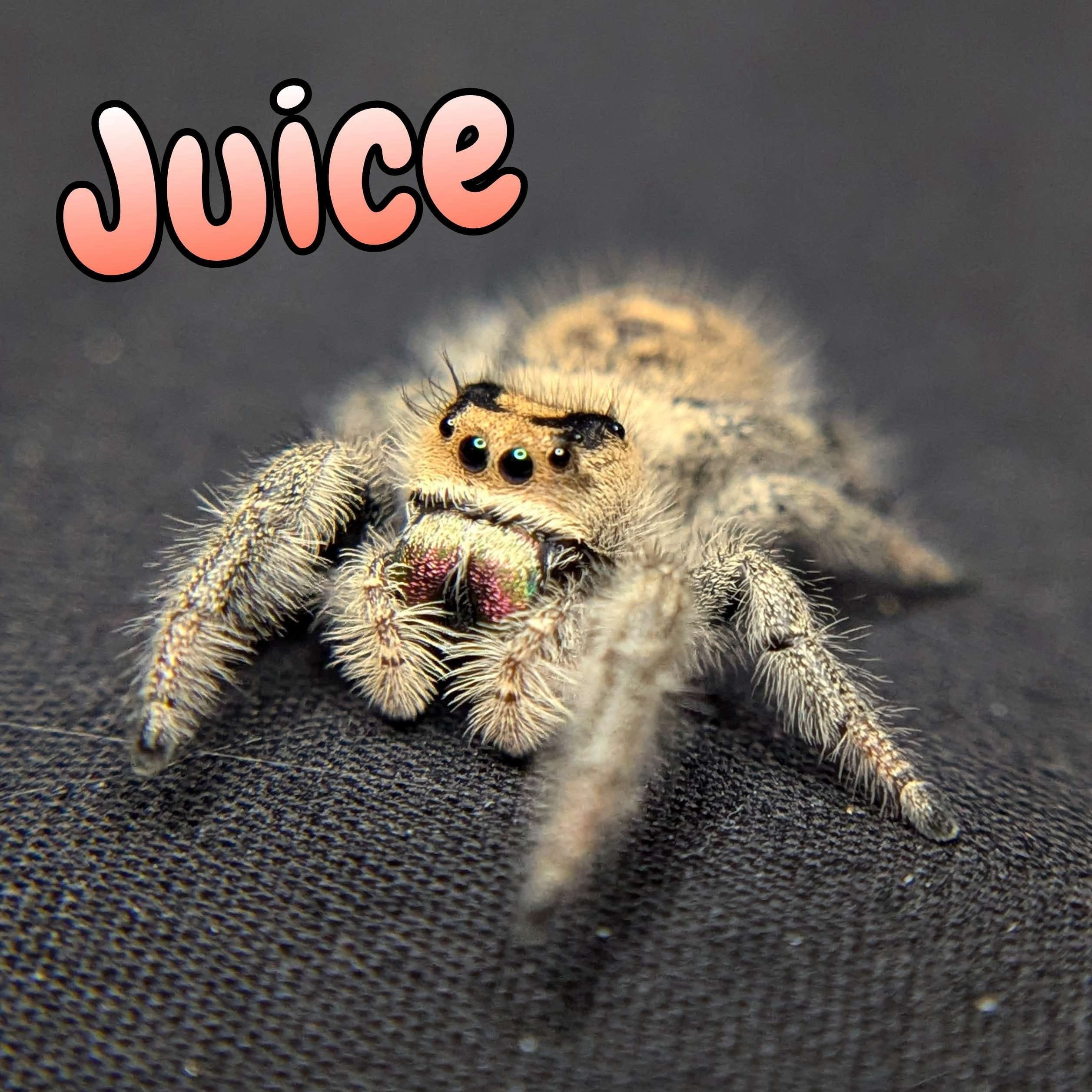 Regal Jumping Spider “Juice” For Sale - ExoticsSource 