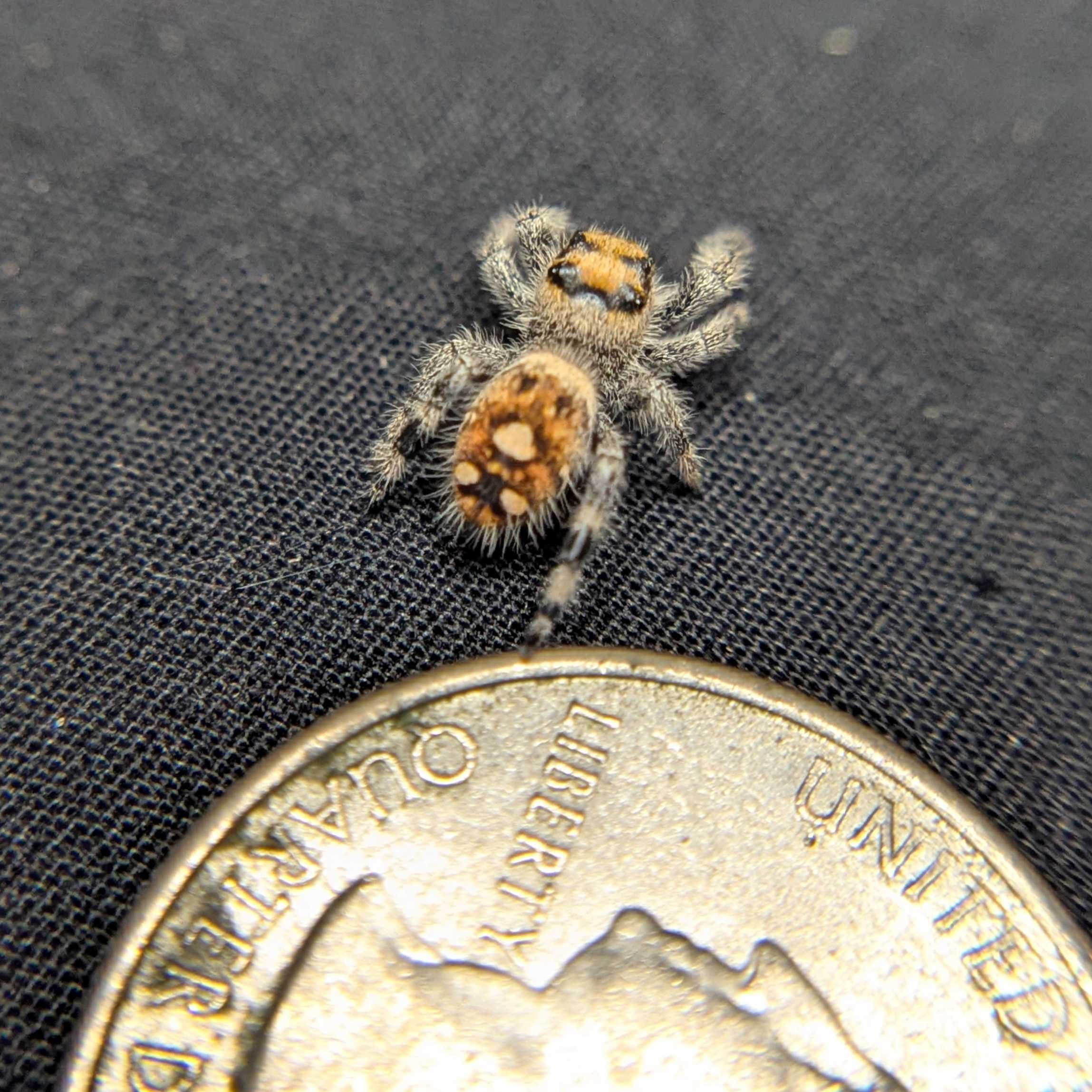 Regal Jumping Spider “Petal”