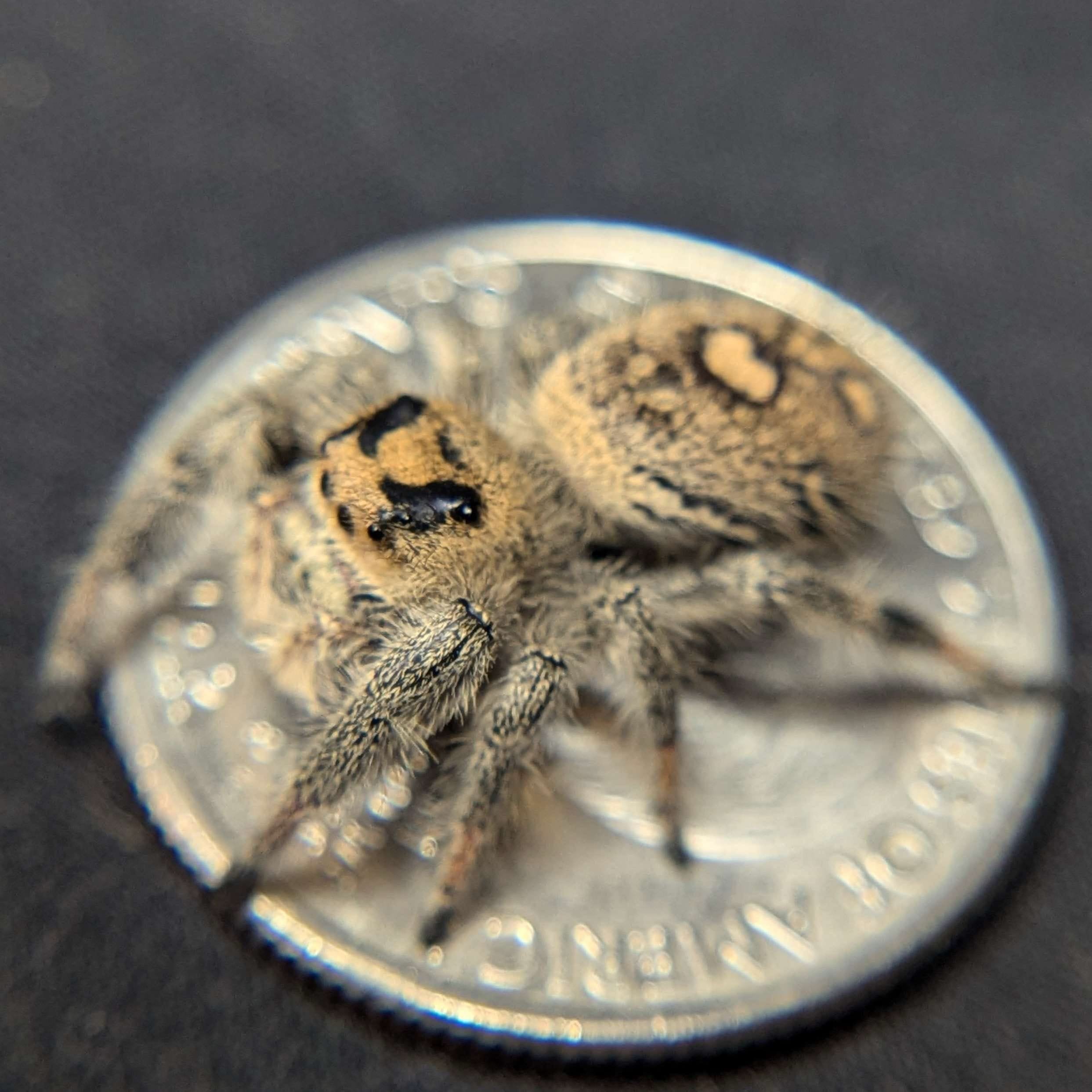 Regal Jumping Spider “Juice” For Sale - ExoticsSource 