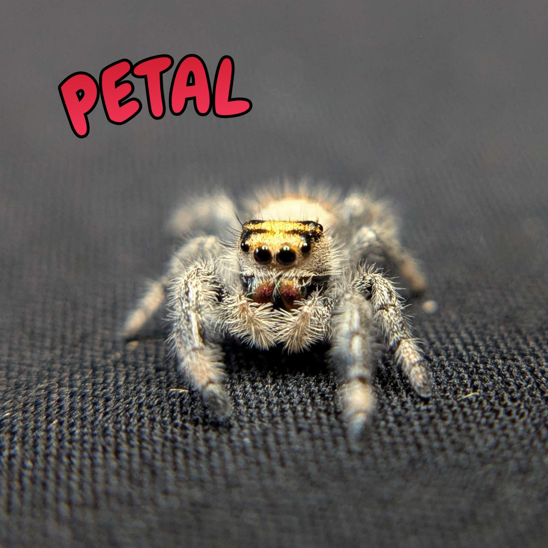 Regal Jumping Spider “Petal”