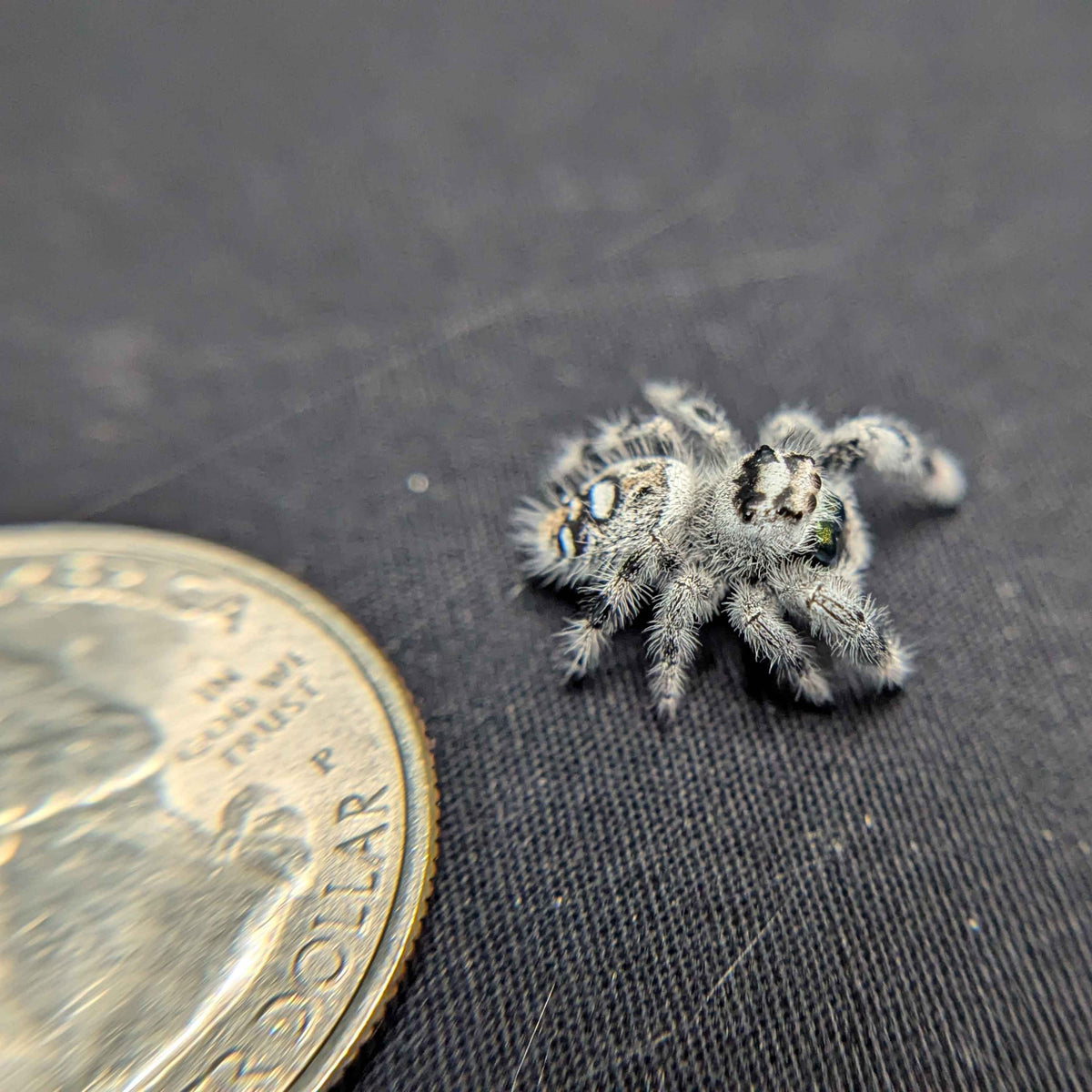 Regal Jumping Spider "Frostmint" (High White)