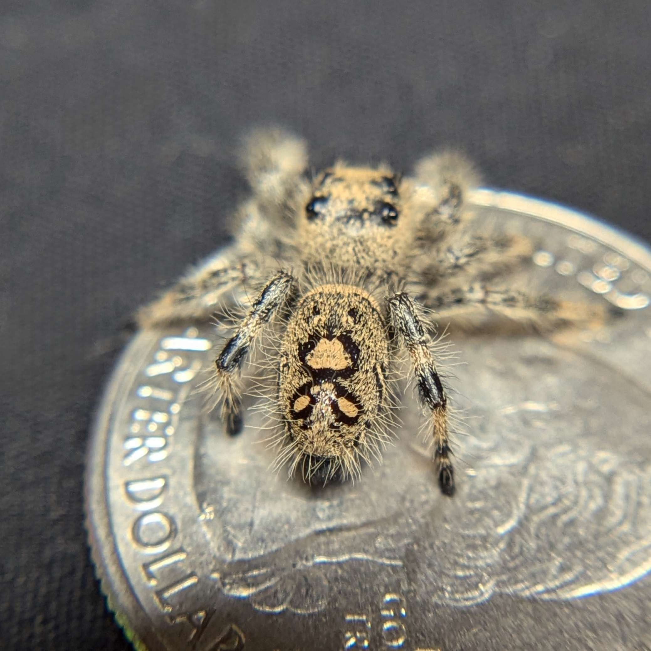 Regal Jumping Spider “Pecan” For Sale - ExoticsSource 