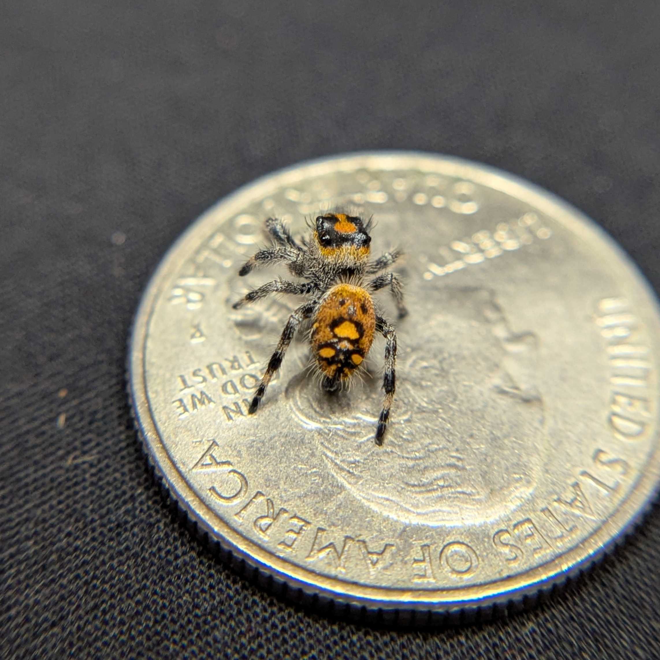 Regal Jumping Spider "Bengal Tiger"