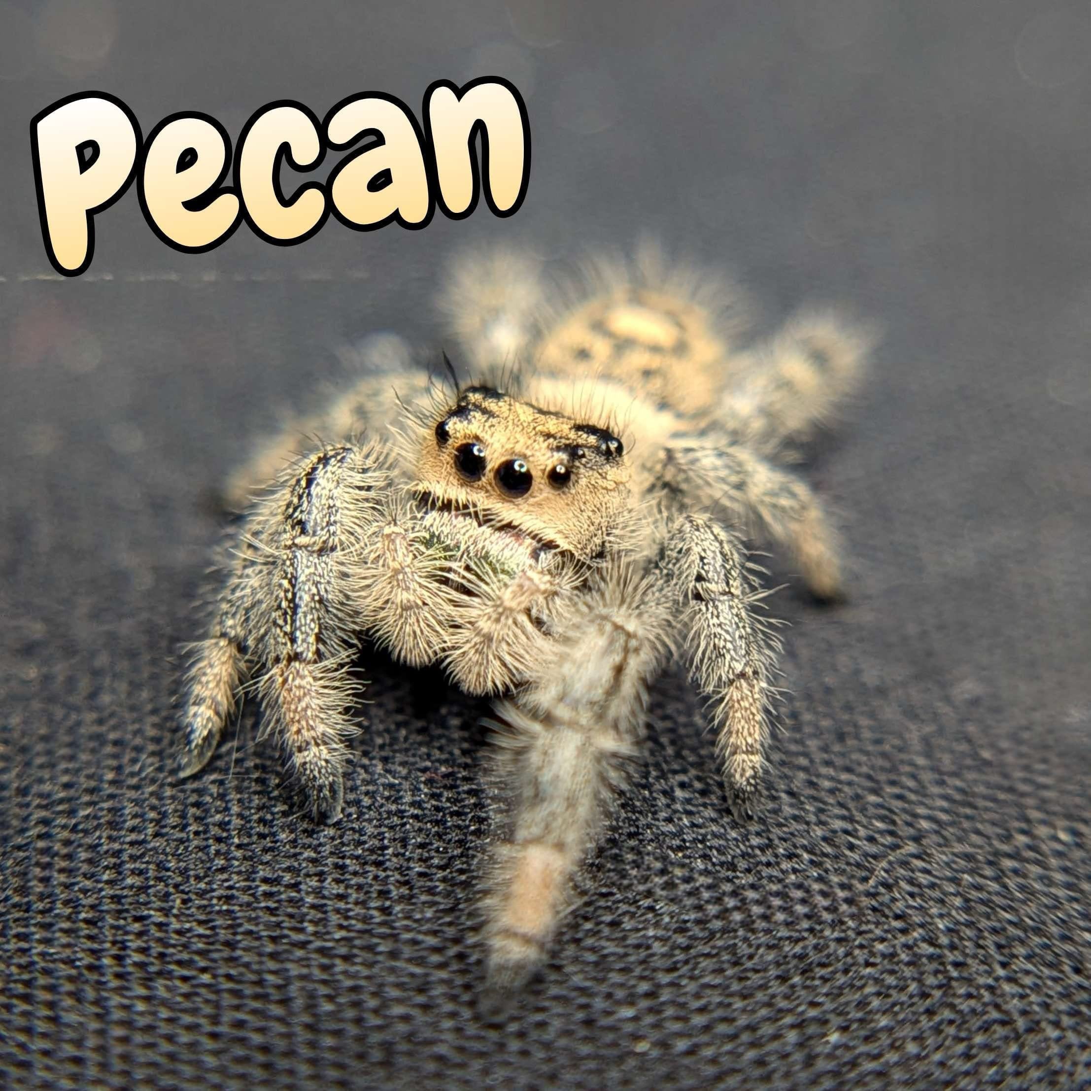 Regal Jumping Spider “Pecan” For Sale - ExoticsSource 