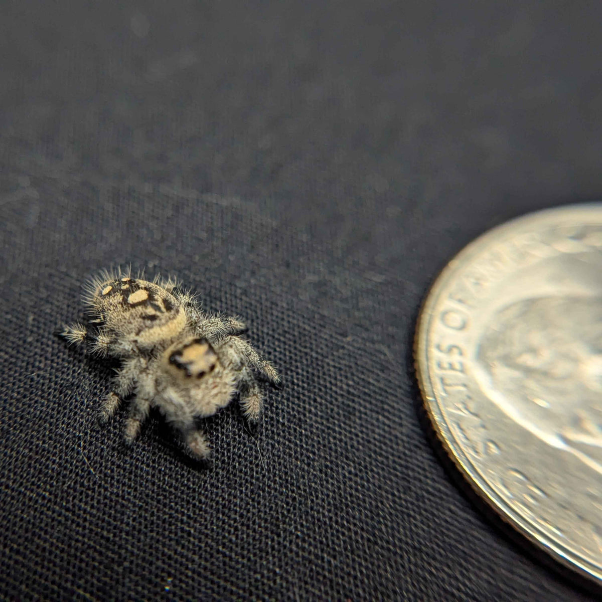 Regal Jumping Spider "Sourdough"