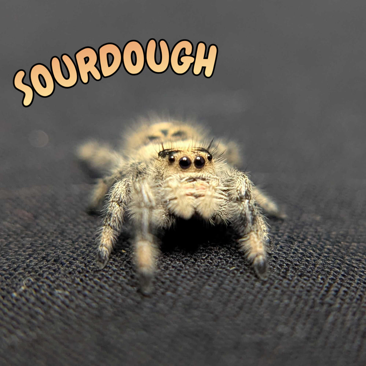 Regal Jumping Spider "Sourdough"