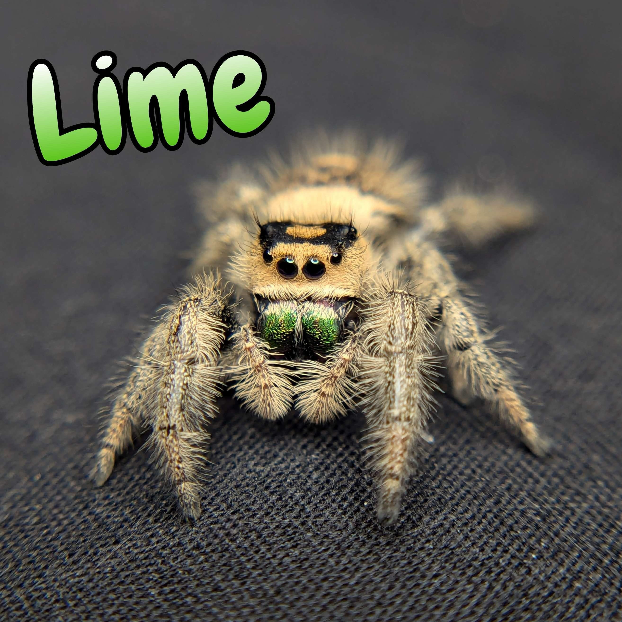 Regal Jumping Spider “Lime” For Sale - ExoticsSource 