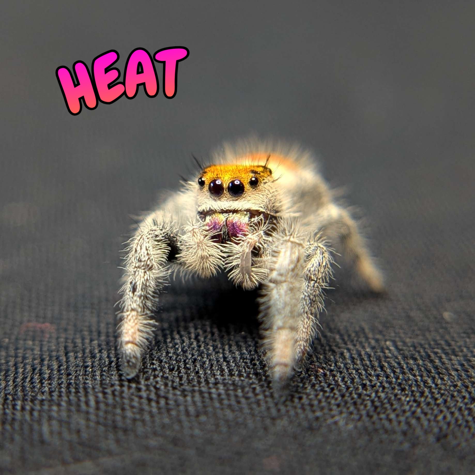 Regal Jumping Spider "Heat"