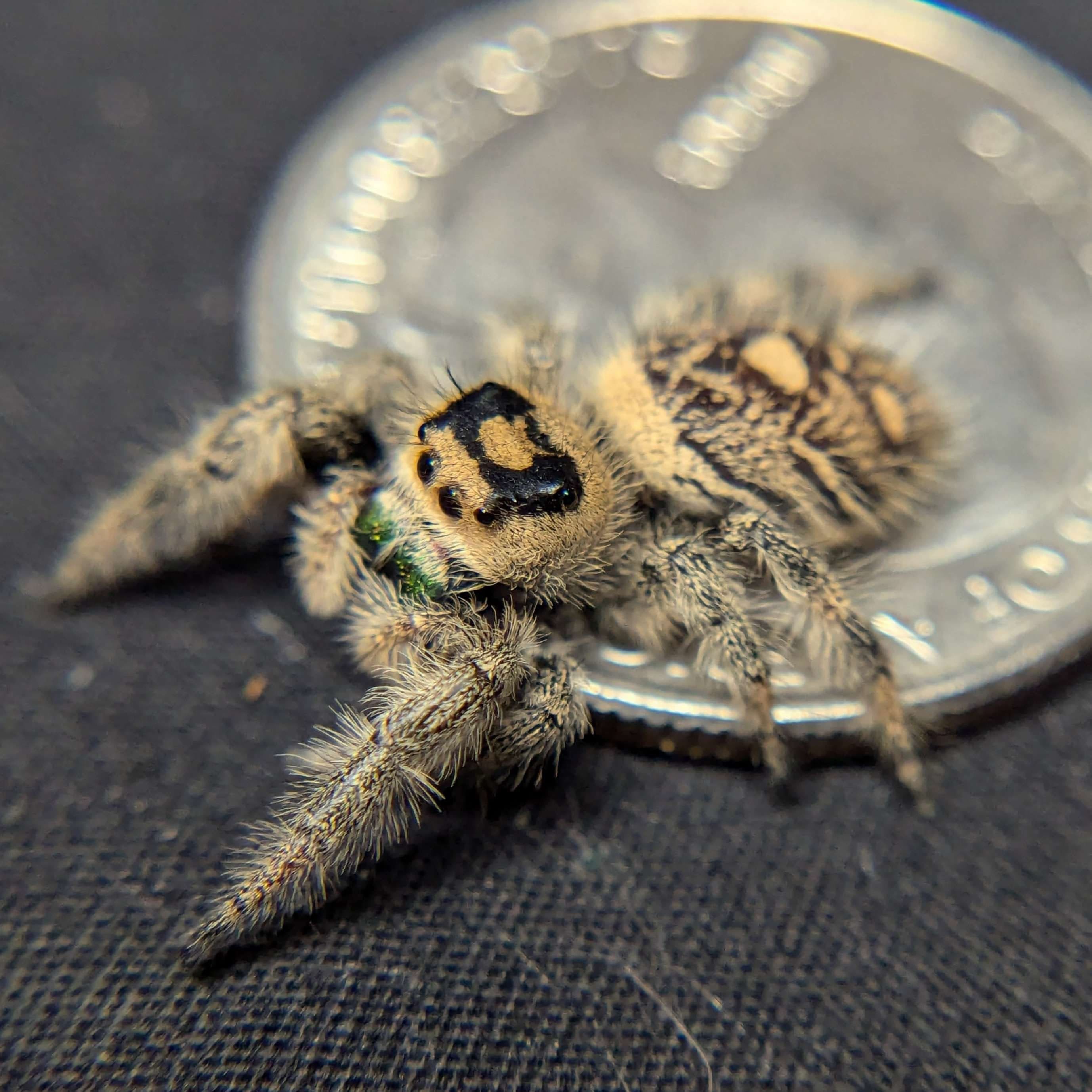 Regal Jumping Spider “Lime” For Sale - ExoticsSource 