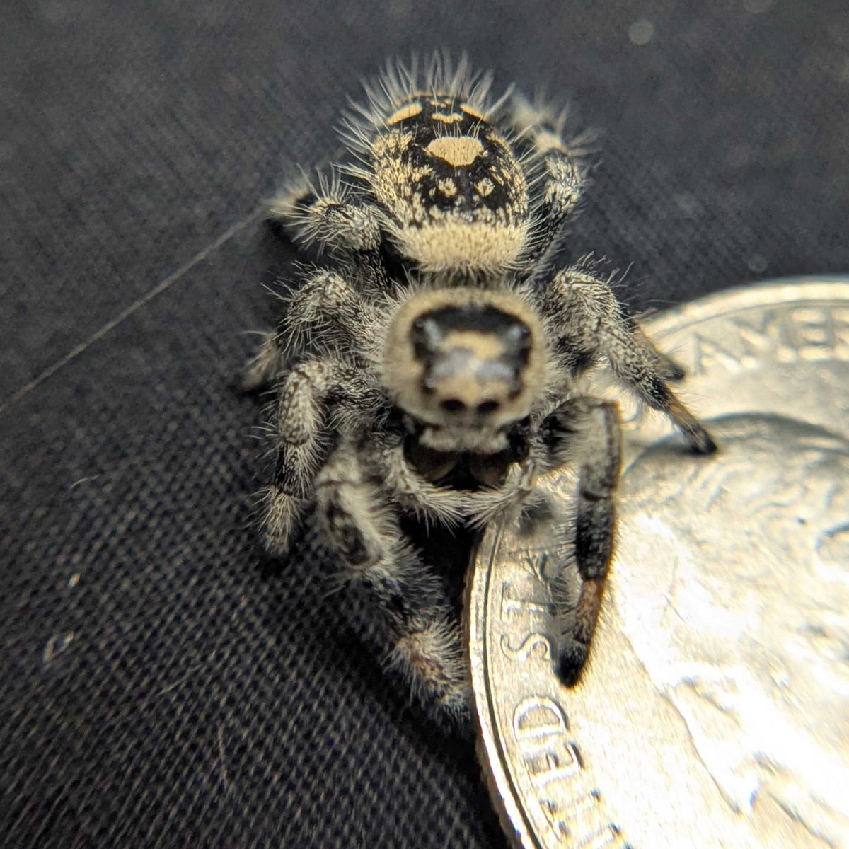 Regal Jumping Spider "Pumpkin Pie"