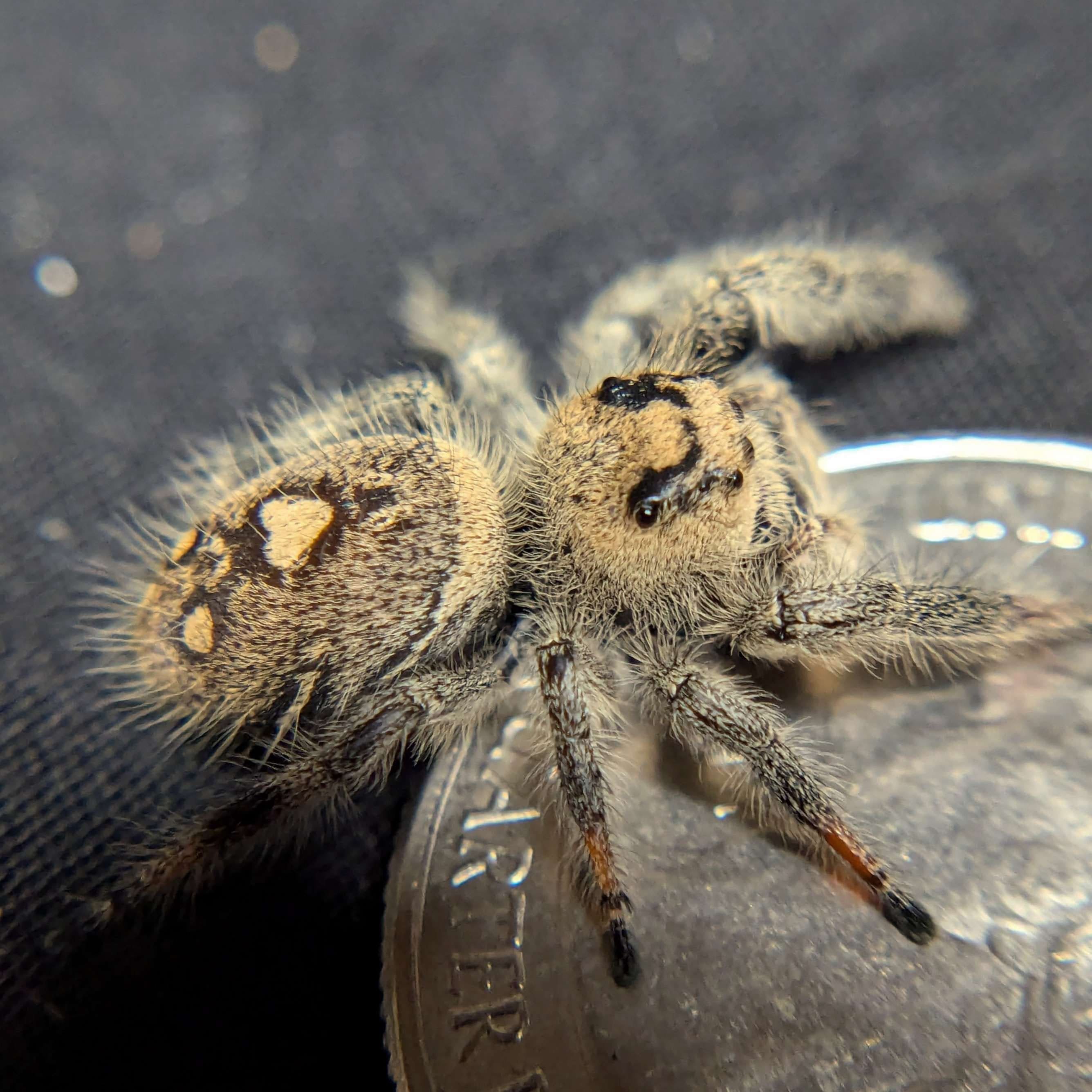 Regal Jumping Spider “Sprite” For Sale - ExoticsSource 