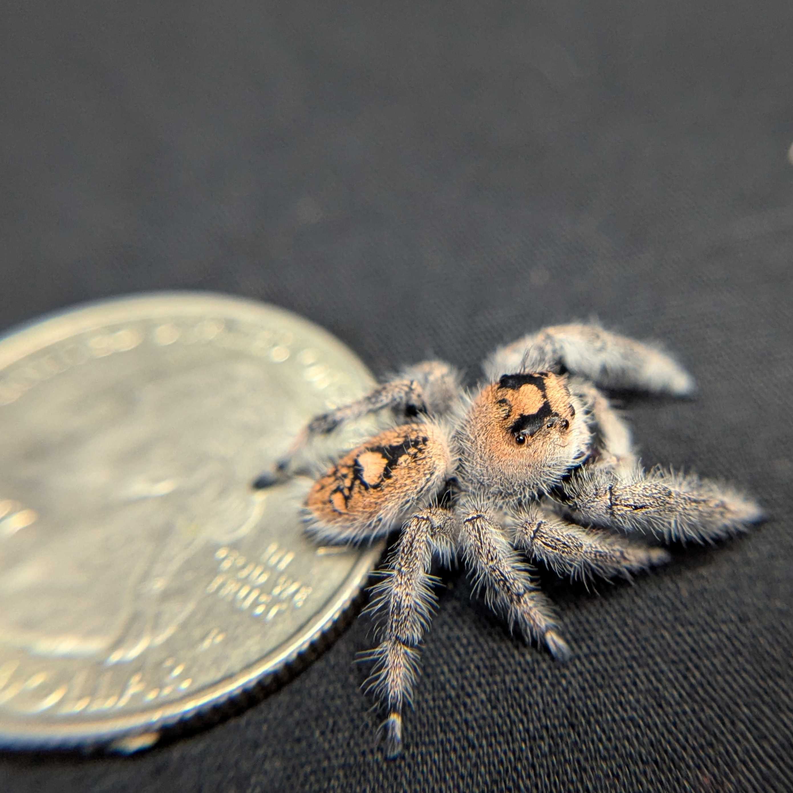 Regal Jumping Spider "Berry"