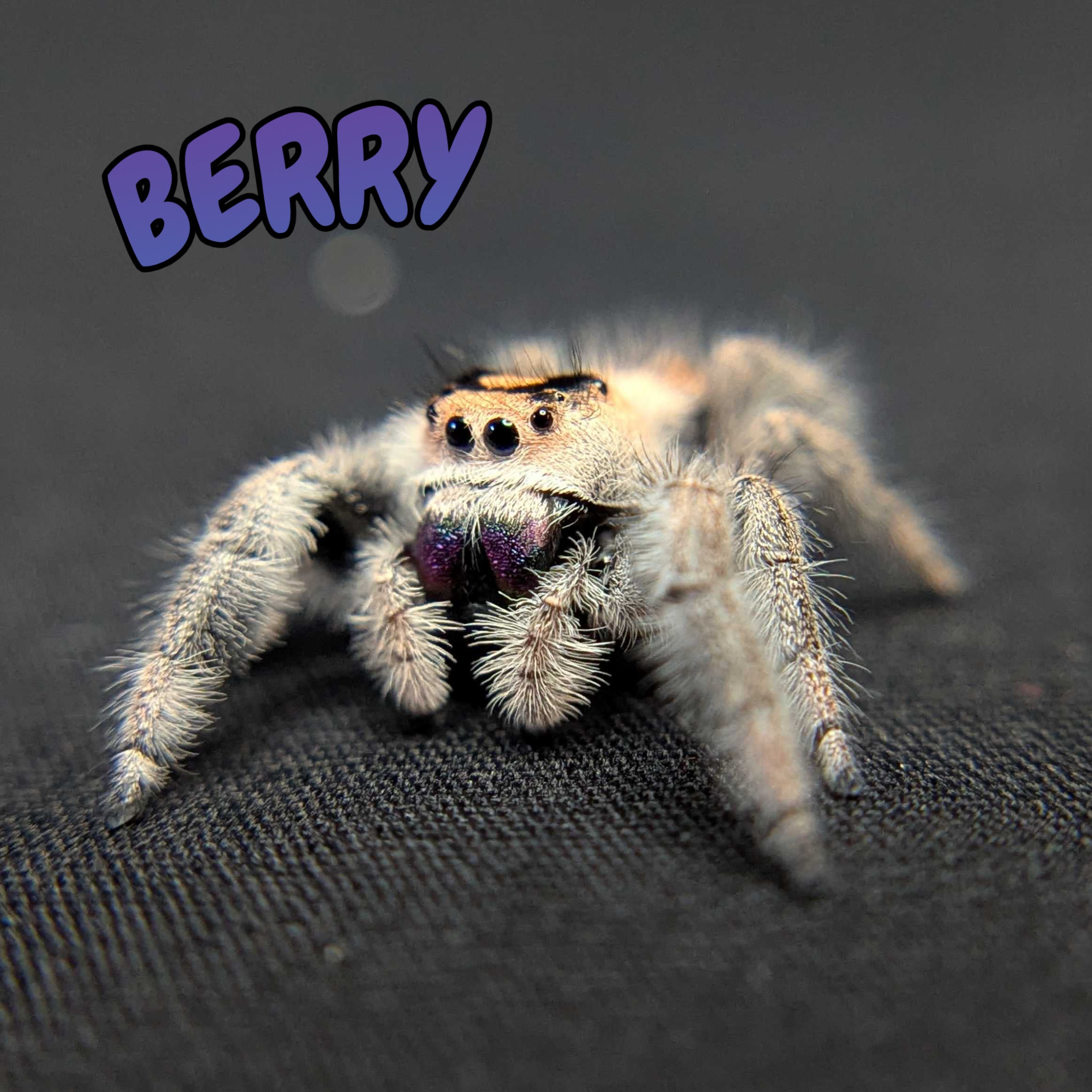 Regal Jumping Spider "Berry"