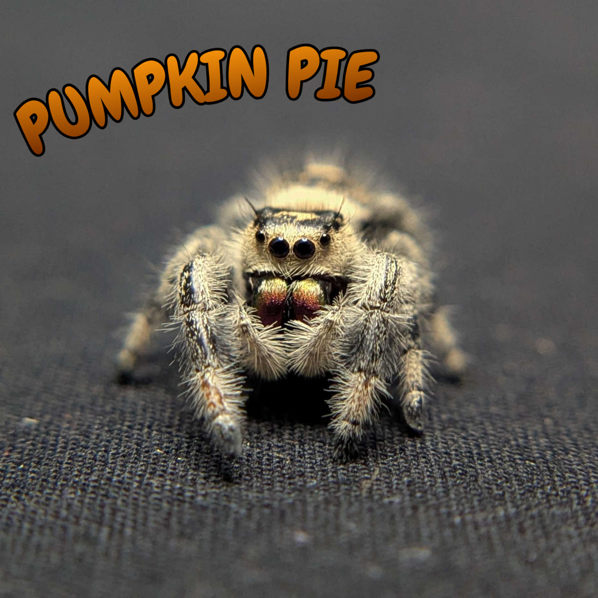 Regal Jumping Spider "Pumpkin Pie"