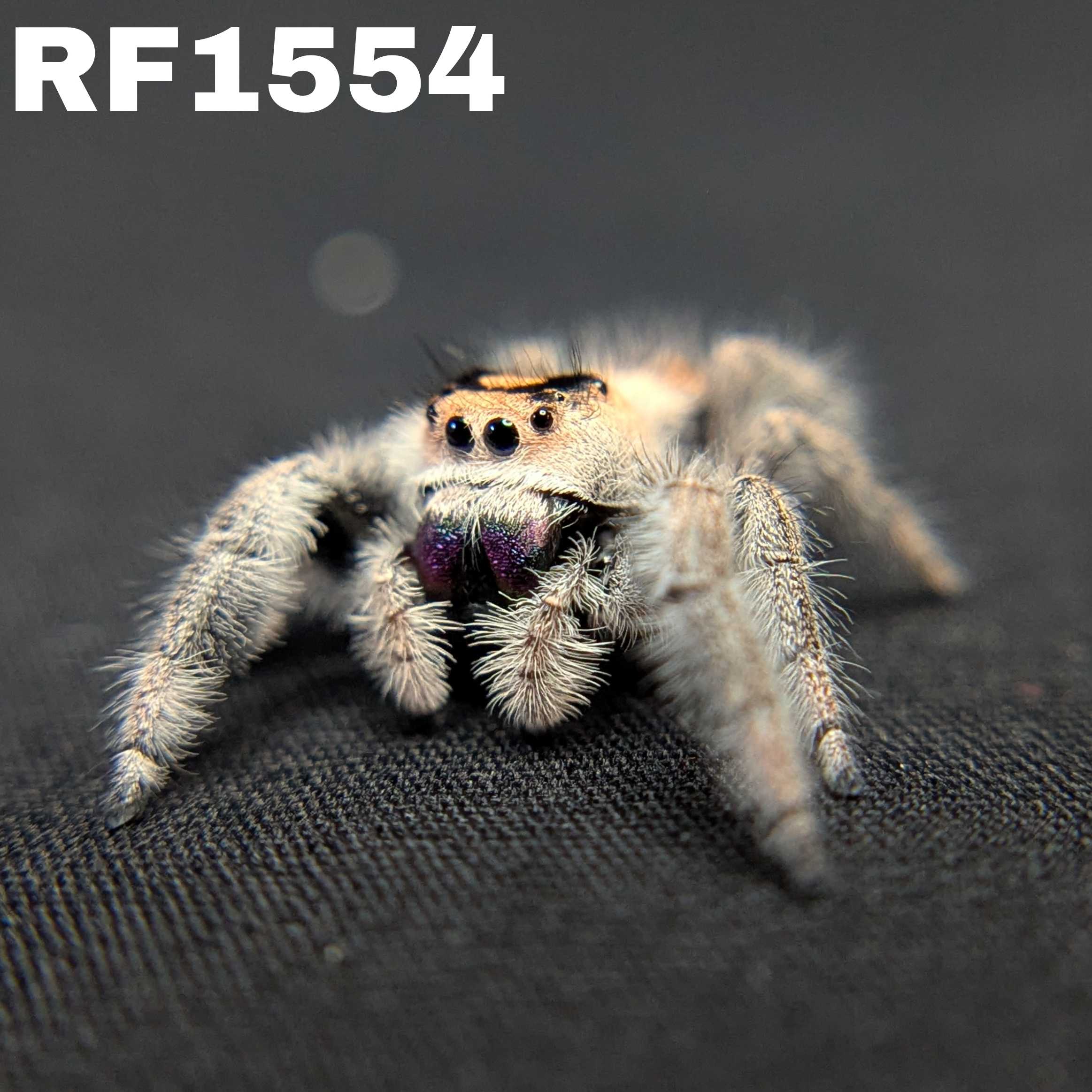 Regal Jumping Spider "Berry"