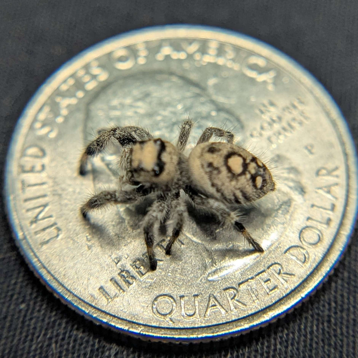 Regal Jumping Spider “Pudding”