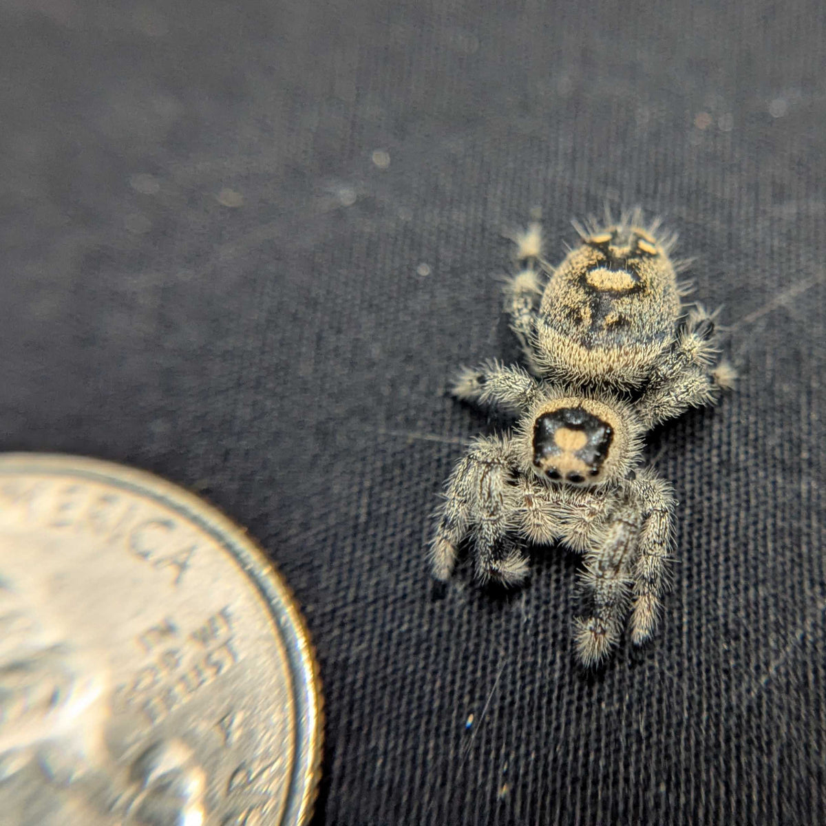 Regal Jumping Spider "Sugarplum"