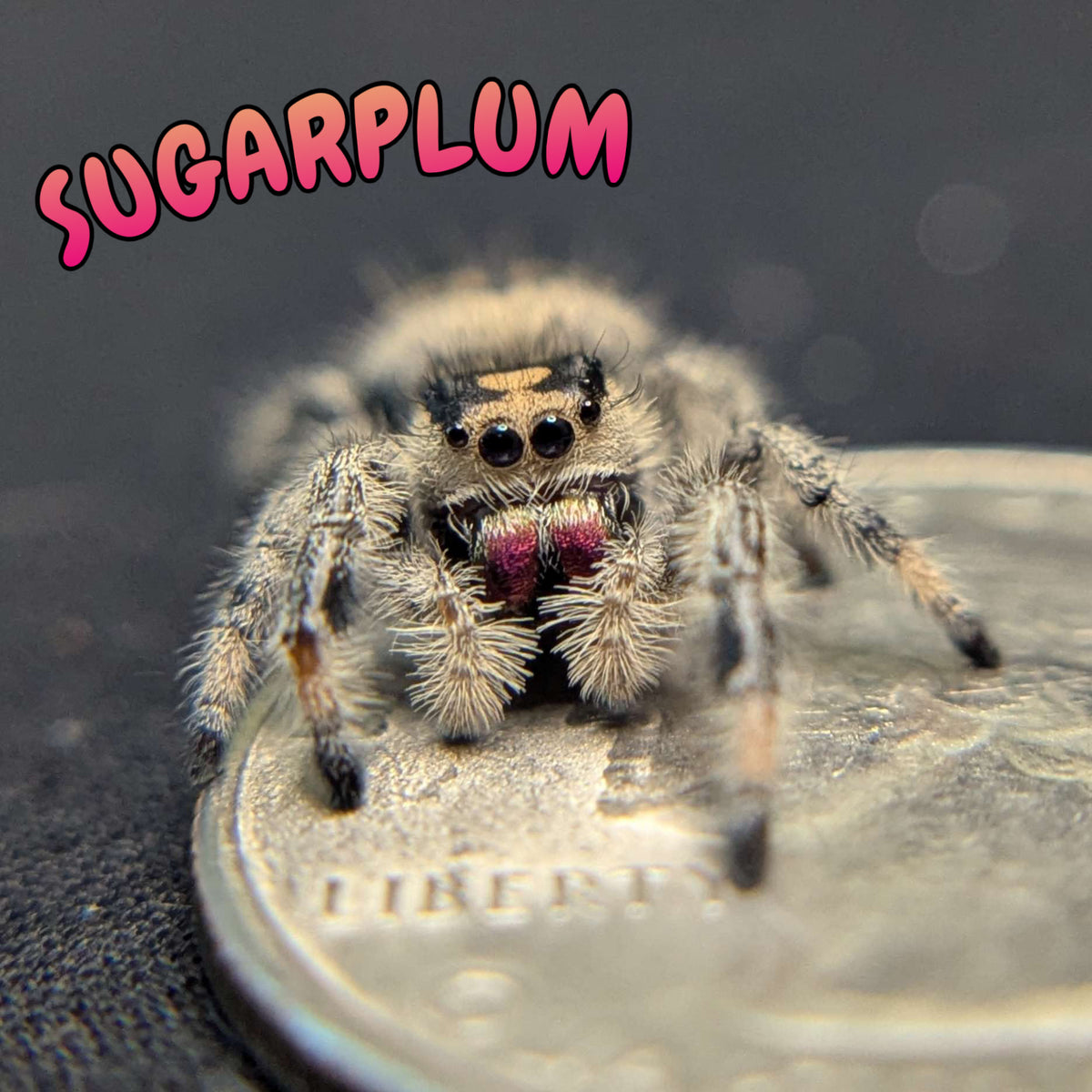Regal Jumping Spider "Sugarplum"