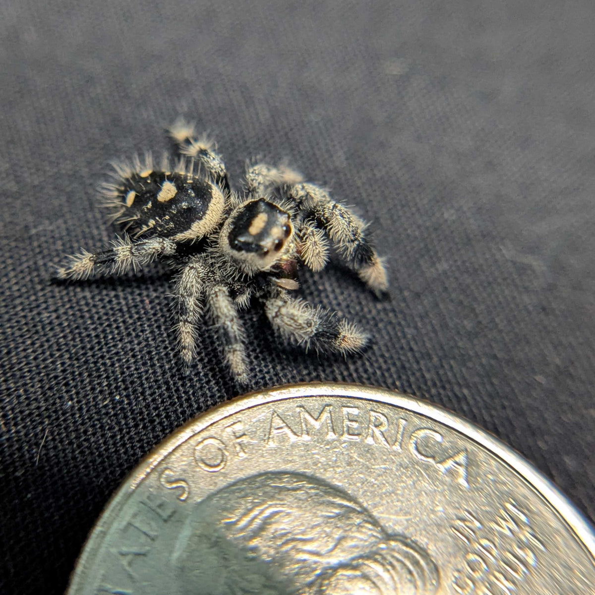Regal Jumping Spider "Cinnamon"