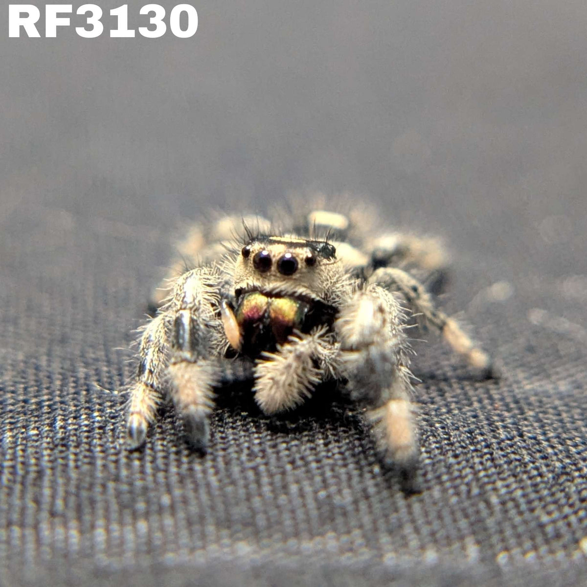 Regal Jumping Spider "Cinnamon"