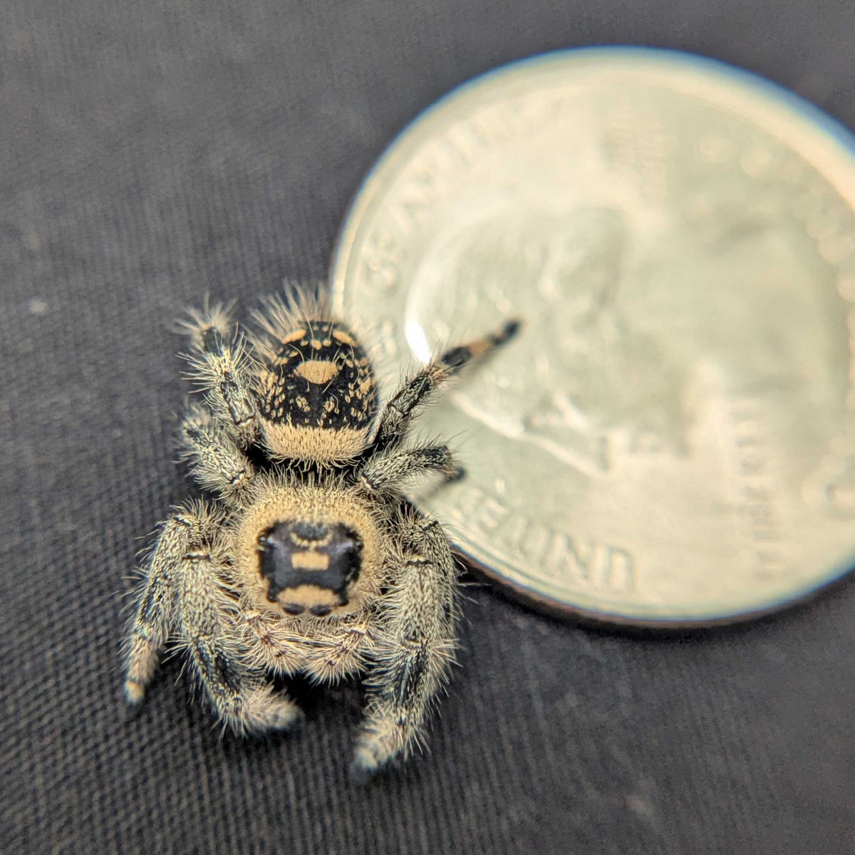 Regal Jumping Spider "Lily"