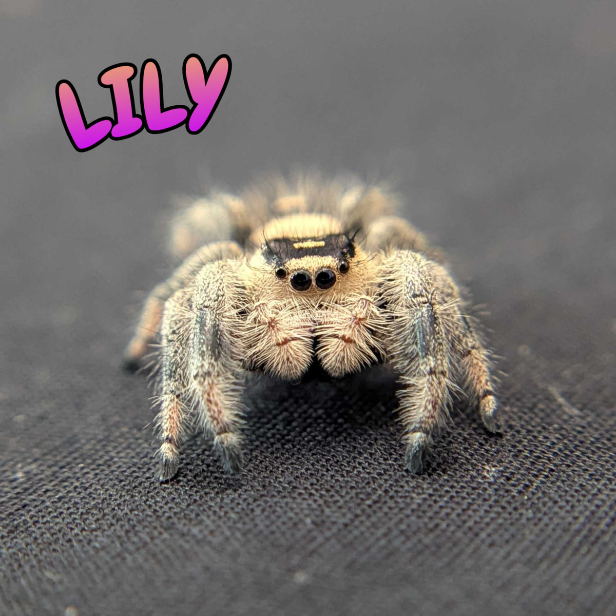 Regal Jumping Spider "Lily"