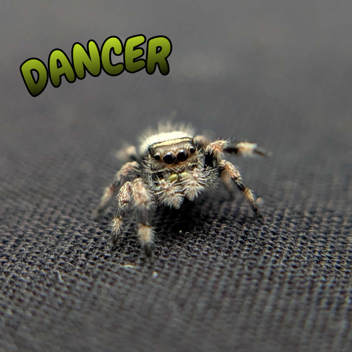 Regal Jumping Spider "Dancer"