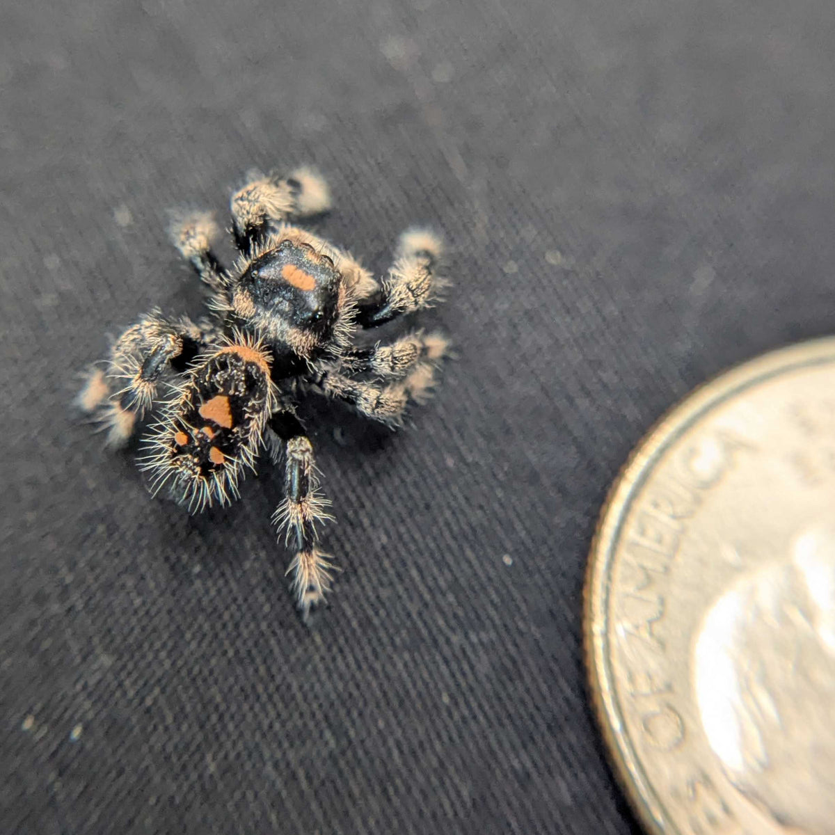 Regal Jumping Spider “Copper”