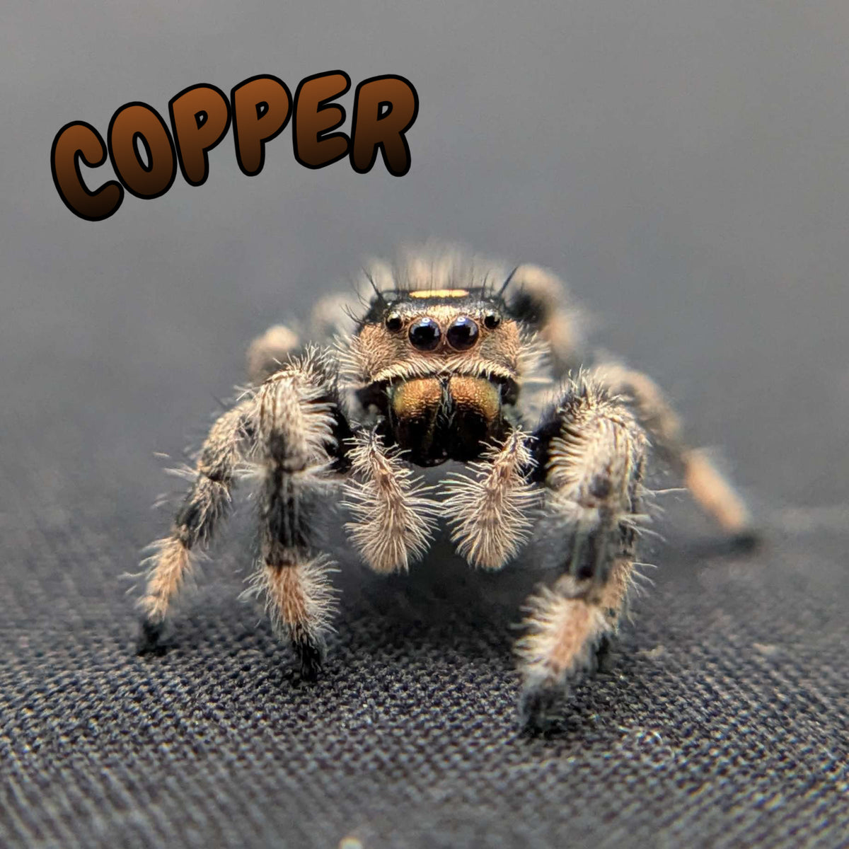 Regal Jumping Spider “Copper”