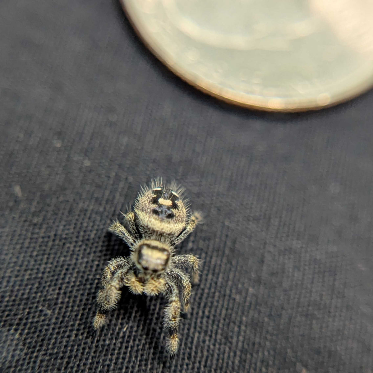 Regal Jumping Spider "Guava"