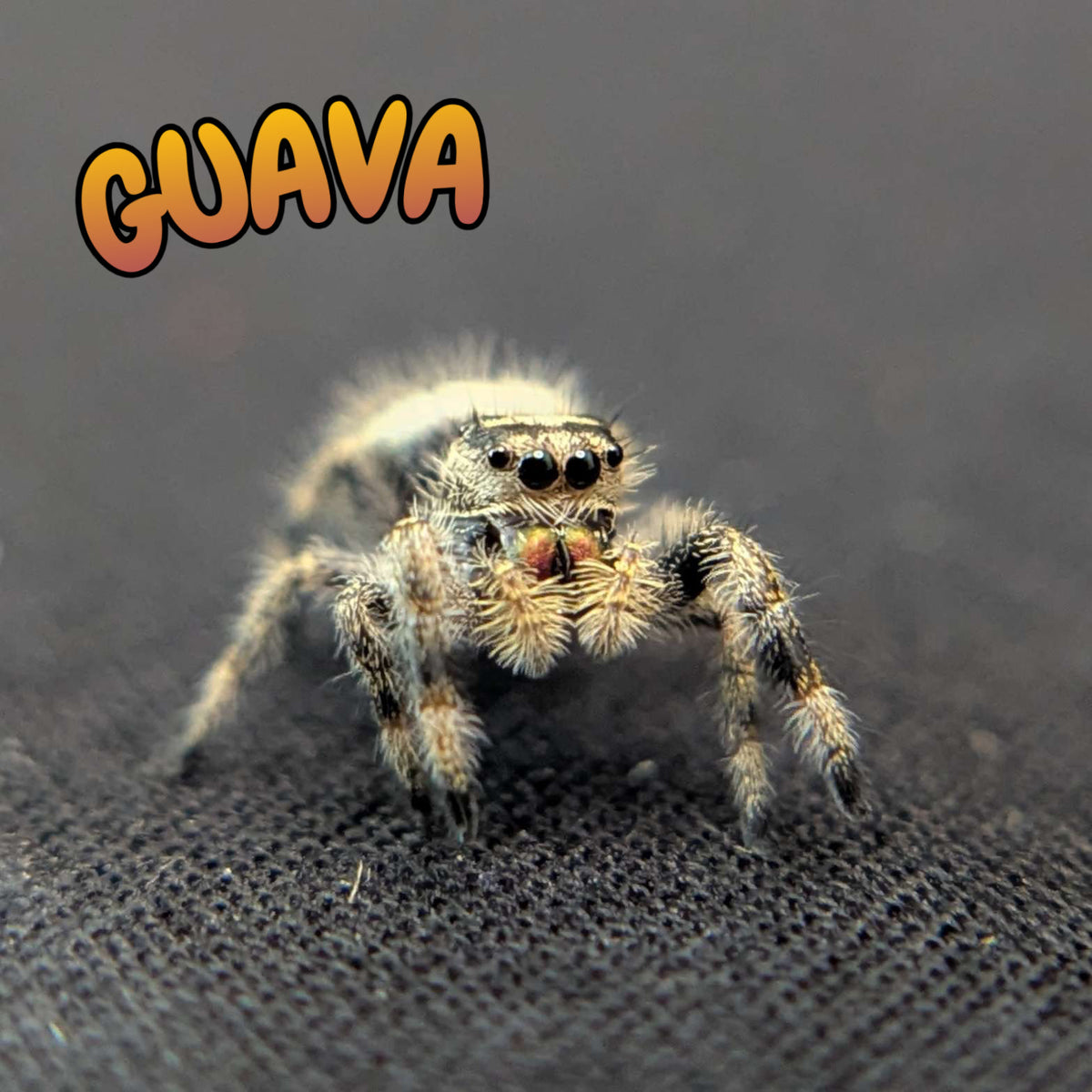 Regal Jumping Spider "Guava"