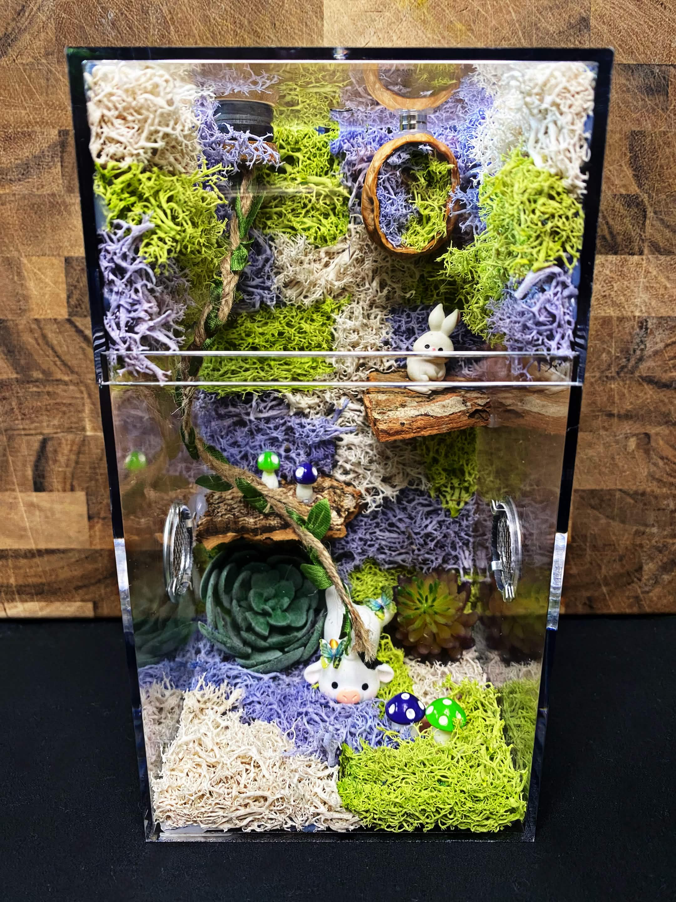 Custom Jumping Spider Enclosure