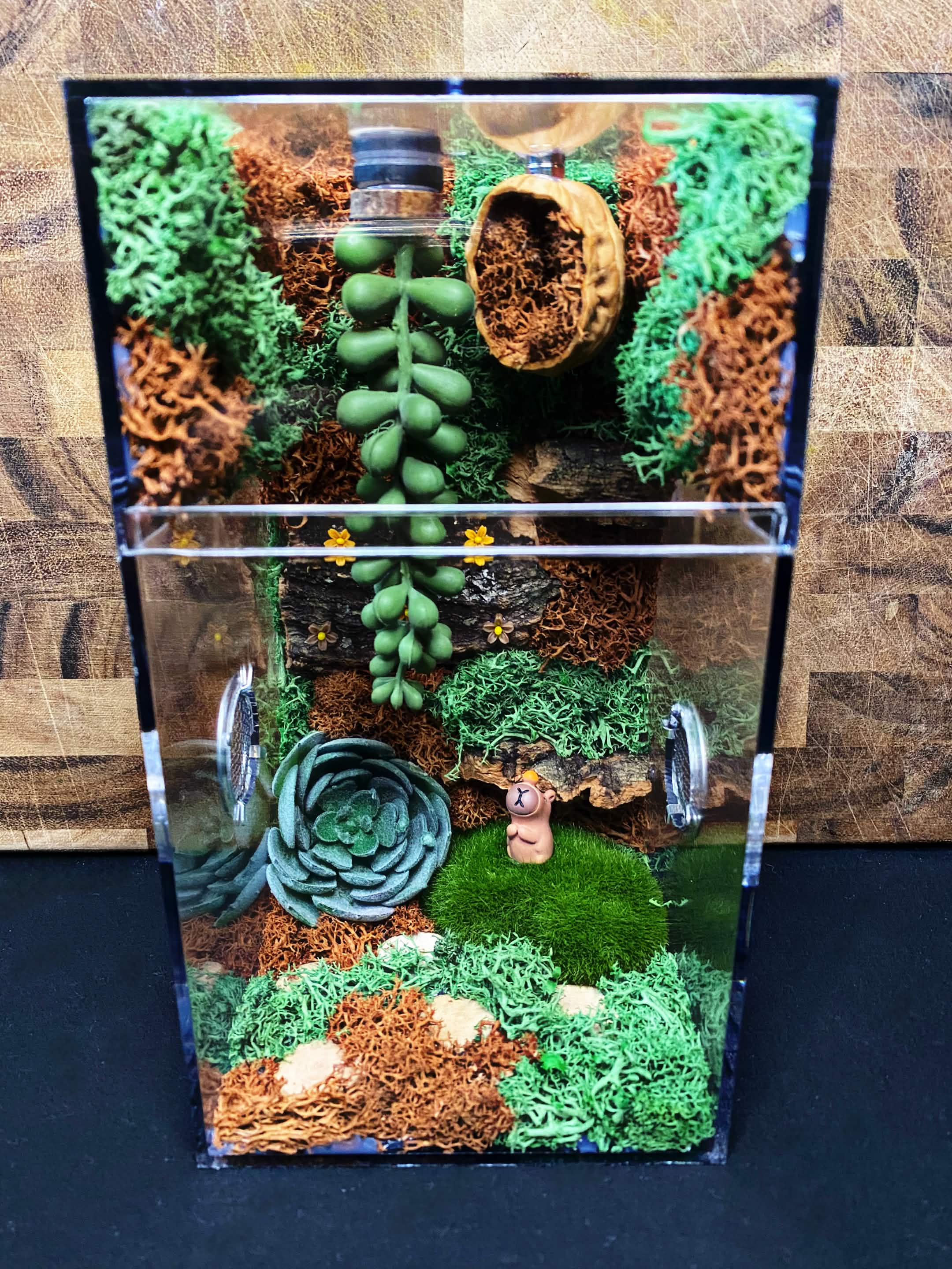 Custom Jumping Spider Enclosure