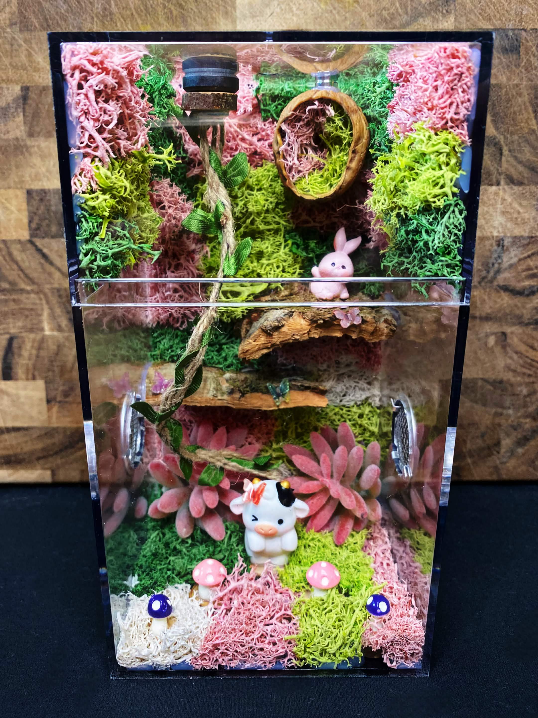 Custom Jumping Spider Enclosure