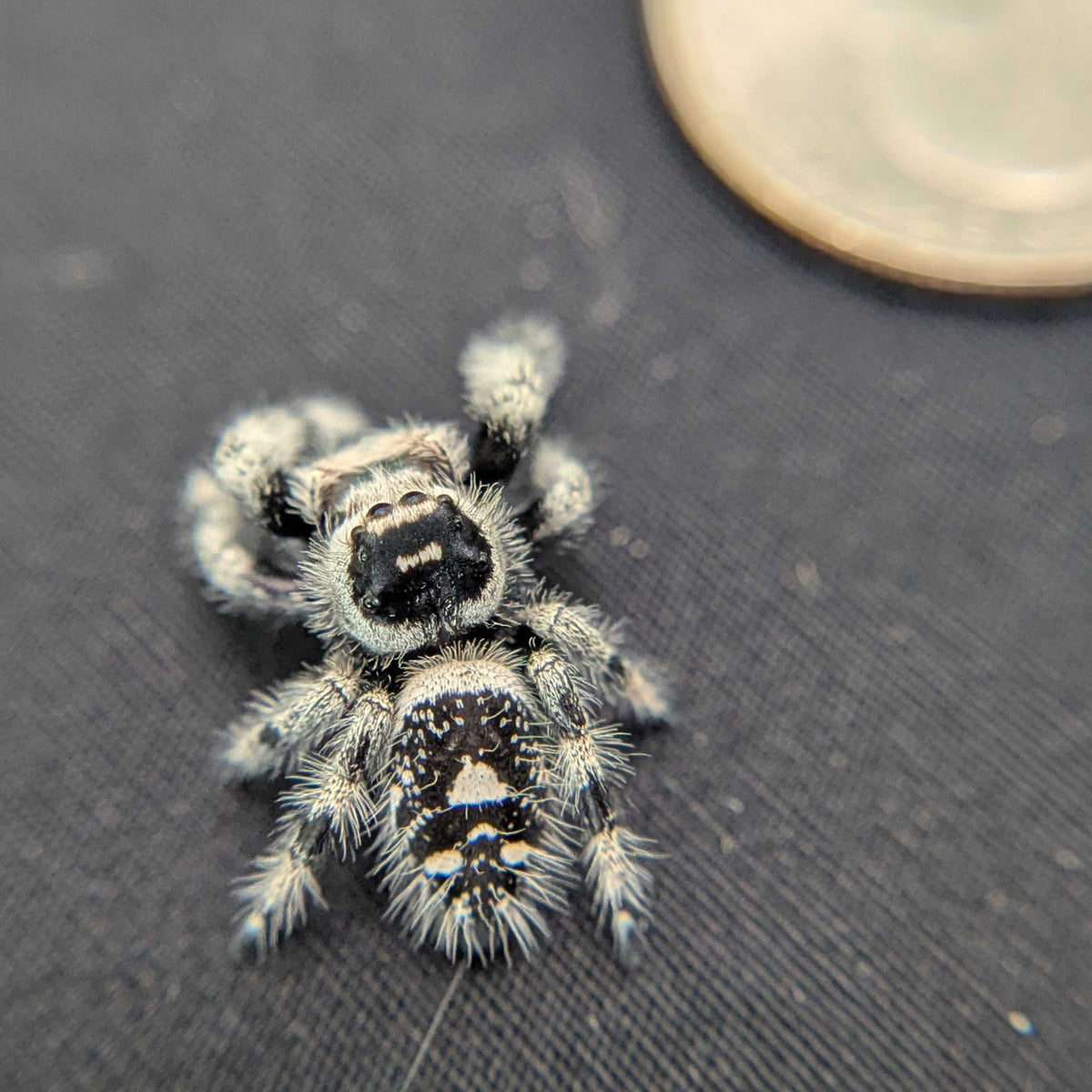 Regal Jumping Spider "Royal"