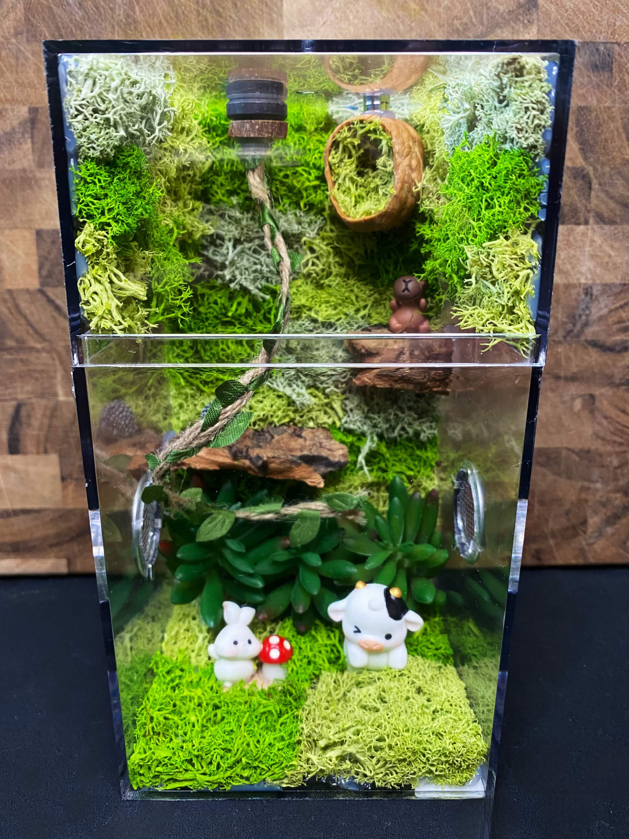 Custom Jumping Spider Enclosure