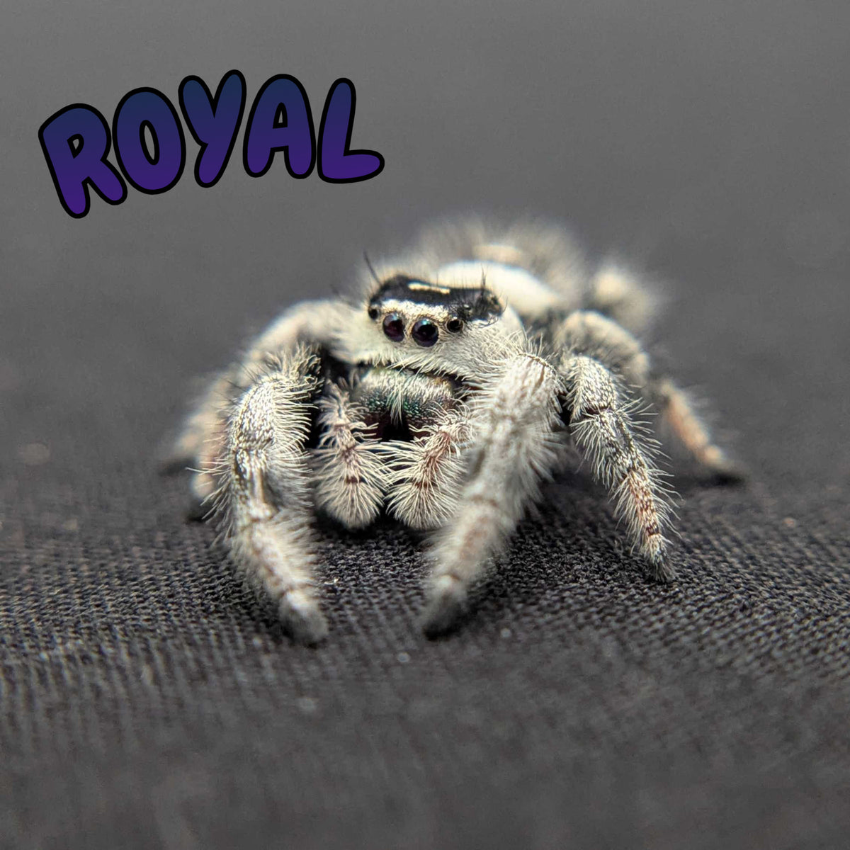 Regal Jumping Spider "Royal"