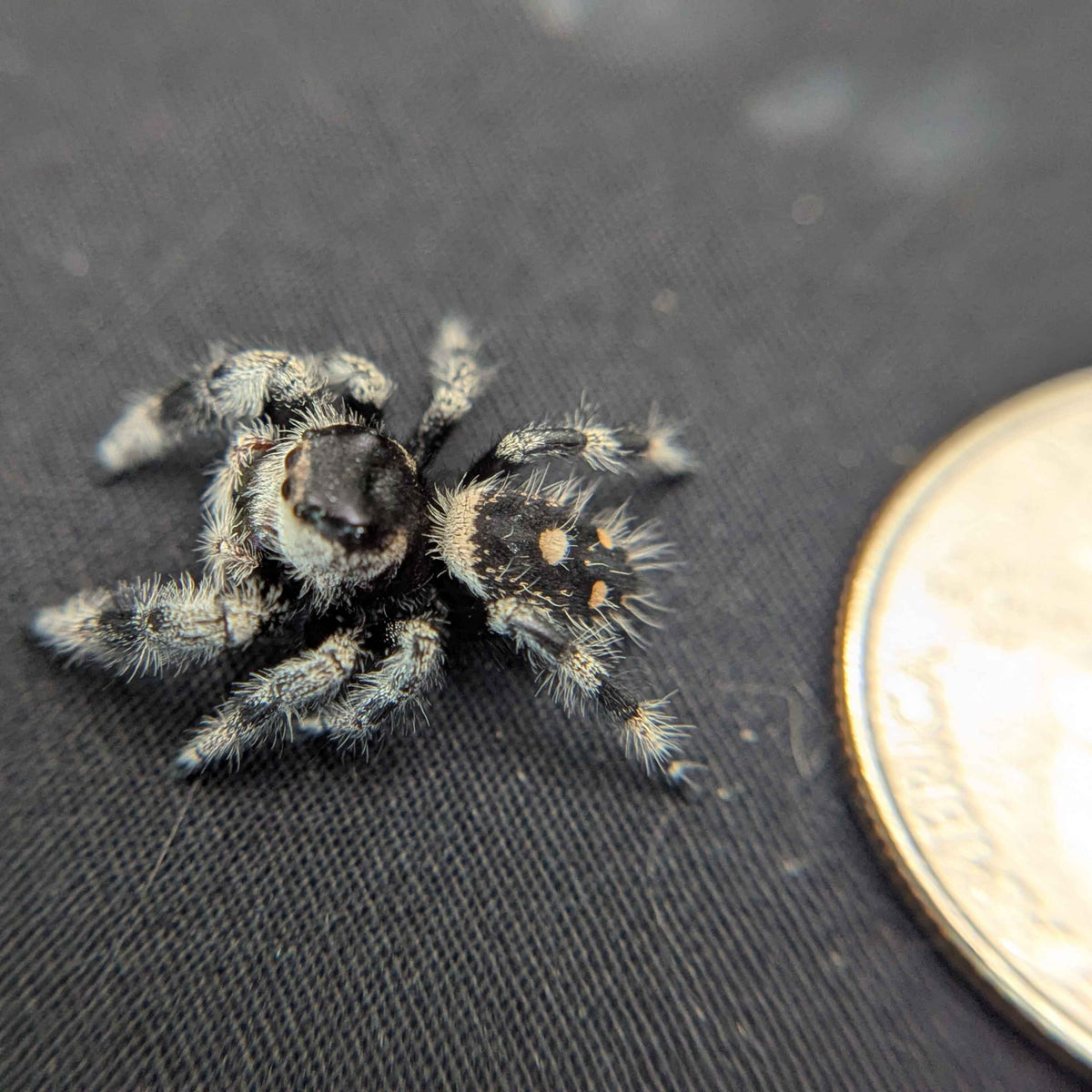 Regal Jumping Spider "Paradise"