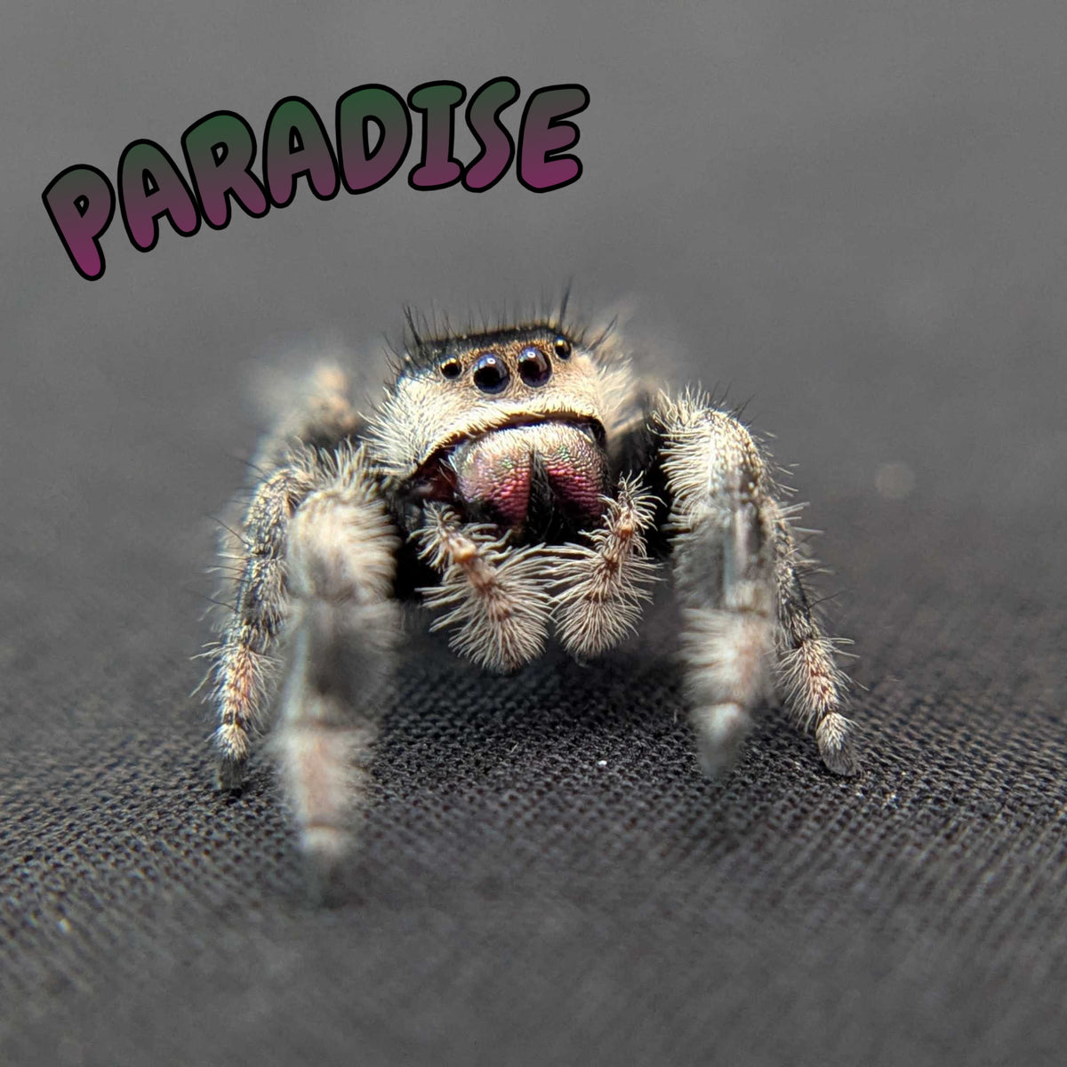 Regal Jumping Spider "Paradise"