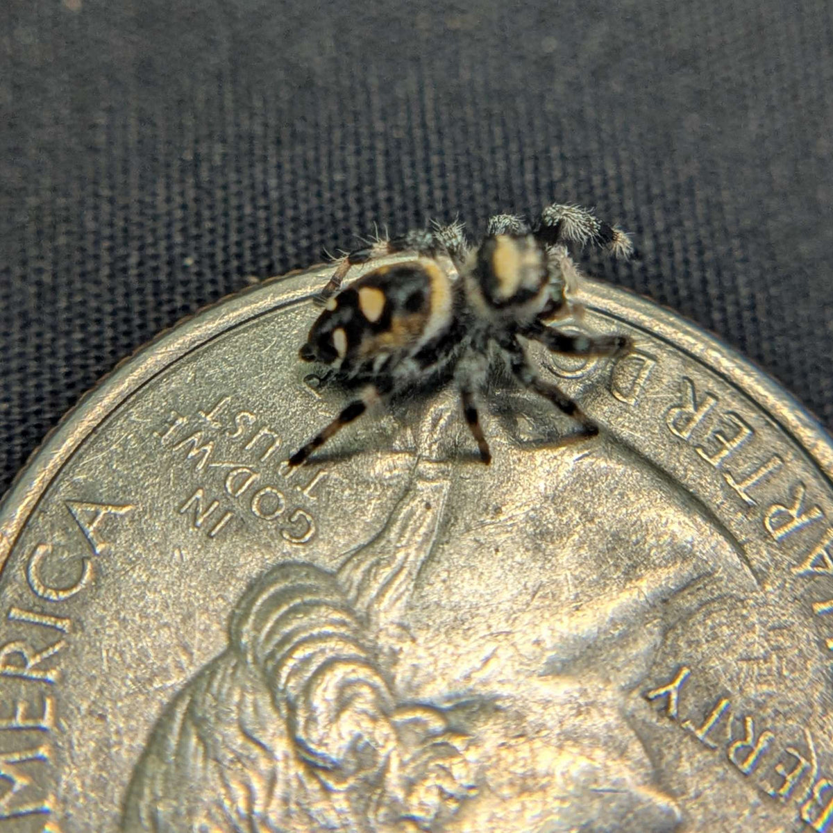 Regal Jumping Spider "Star"