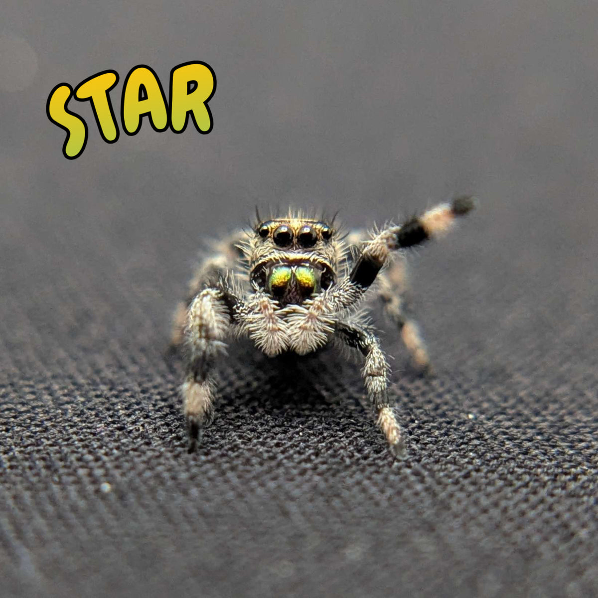 Regal Jumping Spider "Star"