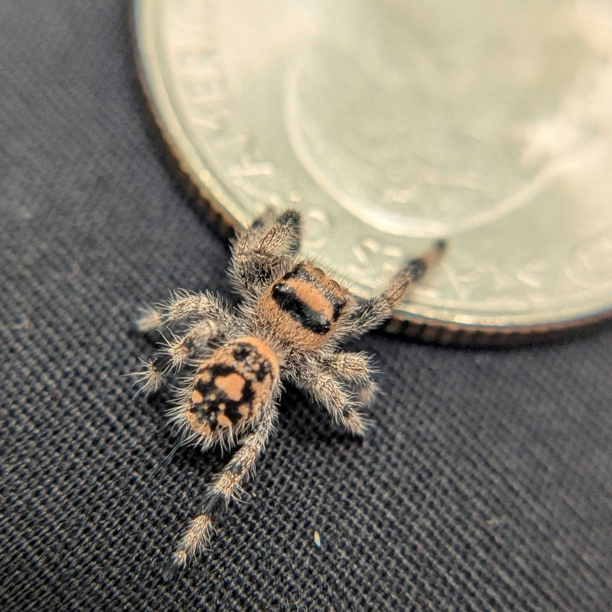 Regal Jumping Spider "Cinders"