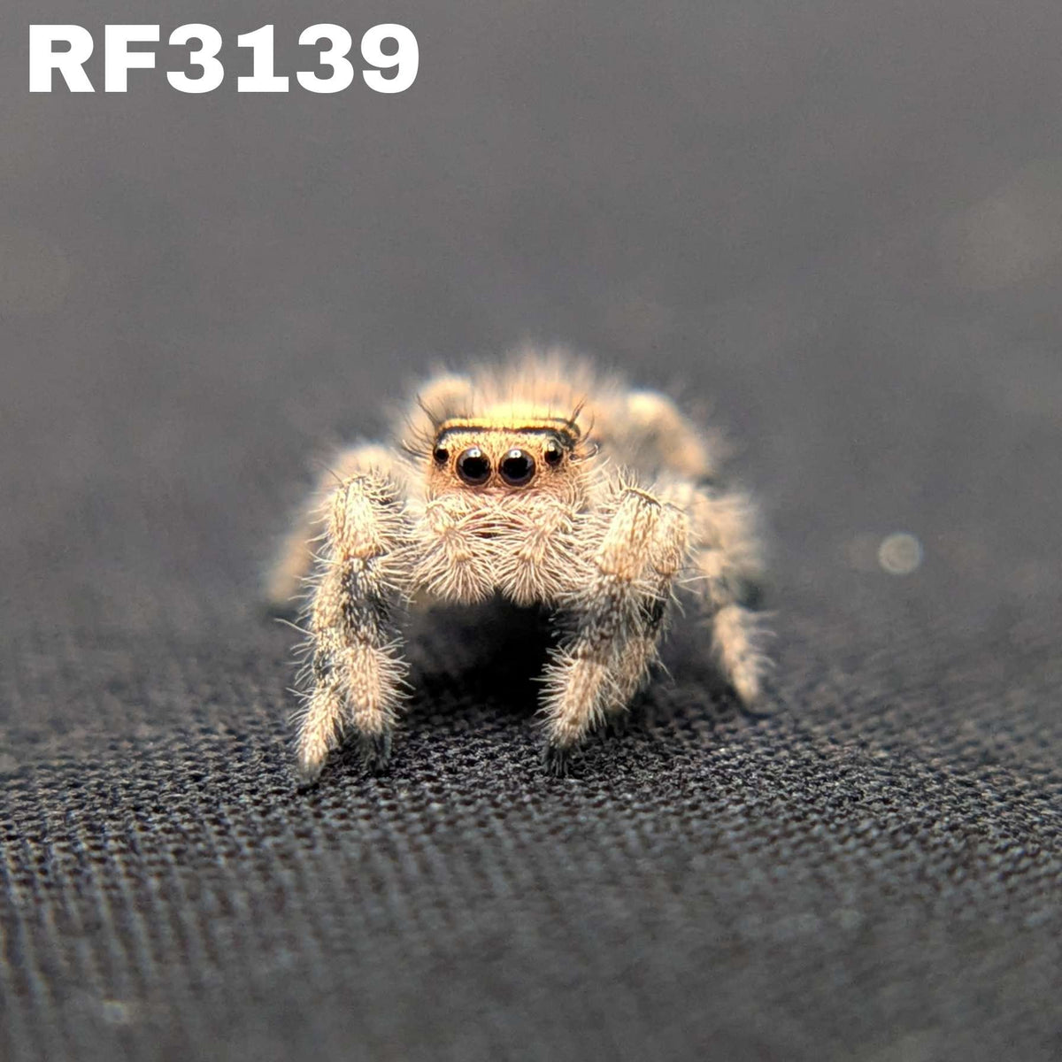 Regal Jumping Spider "Cinders"